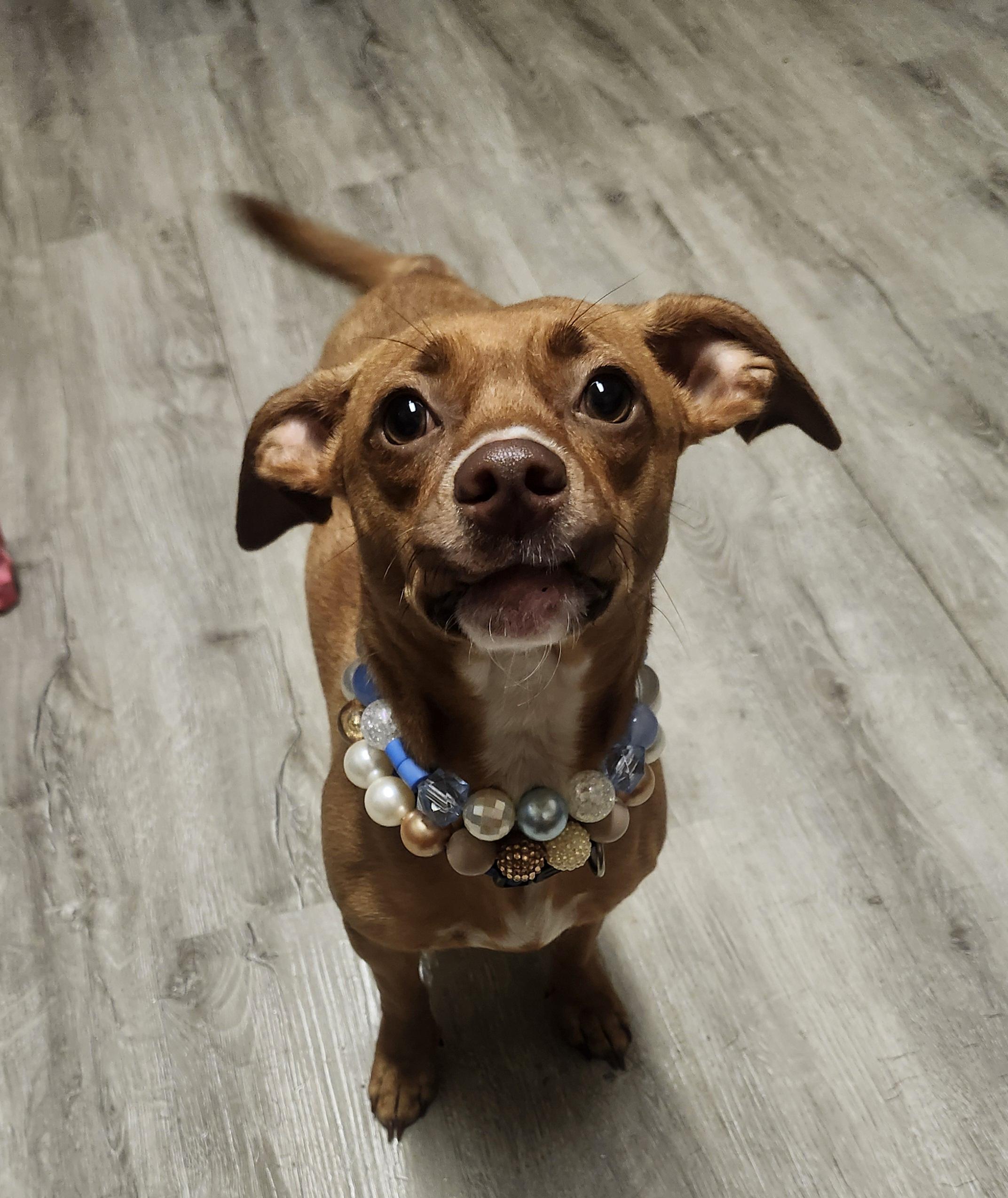 Enlarge Fiasco, an adopted mixed breed in Mansfield, OH image 1/5