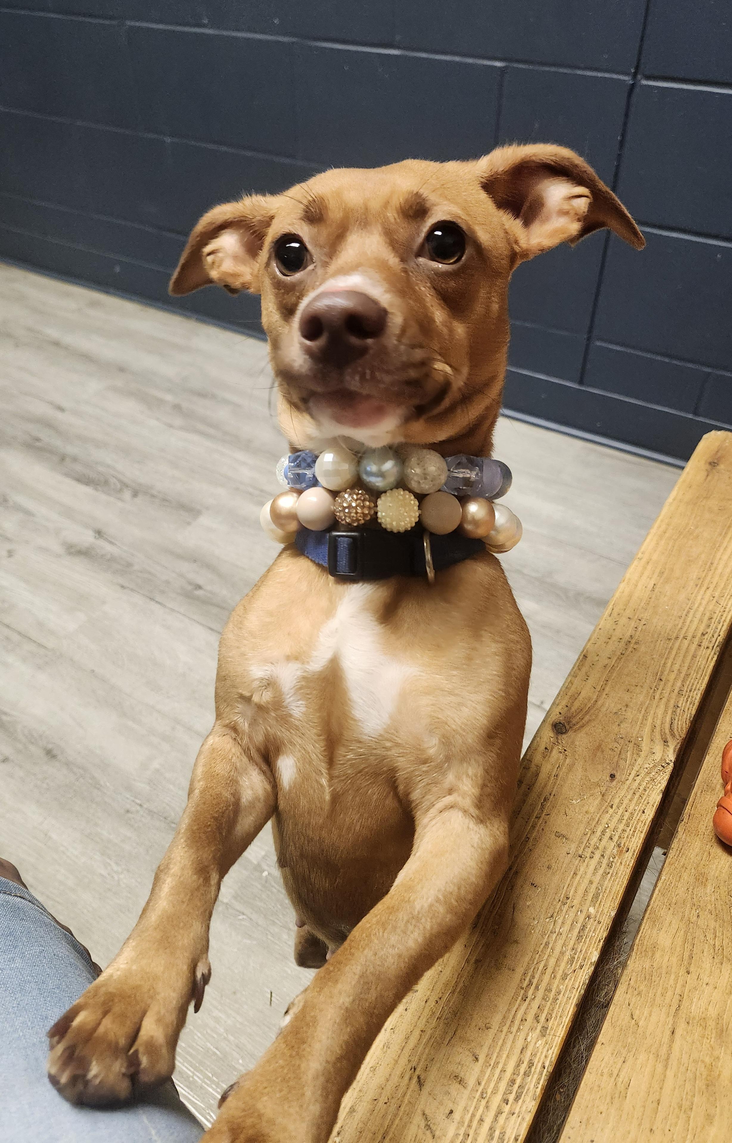 Enlarge Fiasco, an adopted mixed breed in Mansfield, OH image 2/5