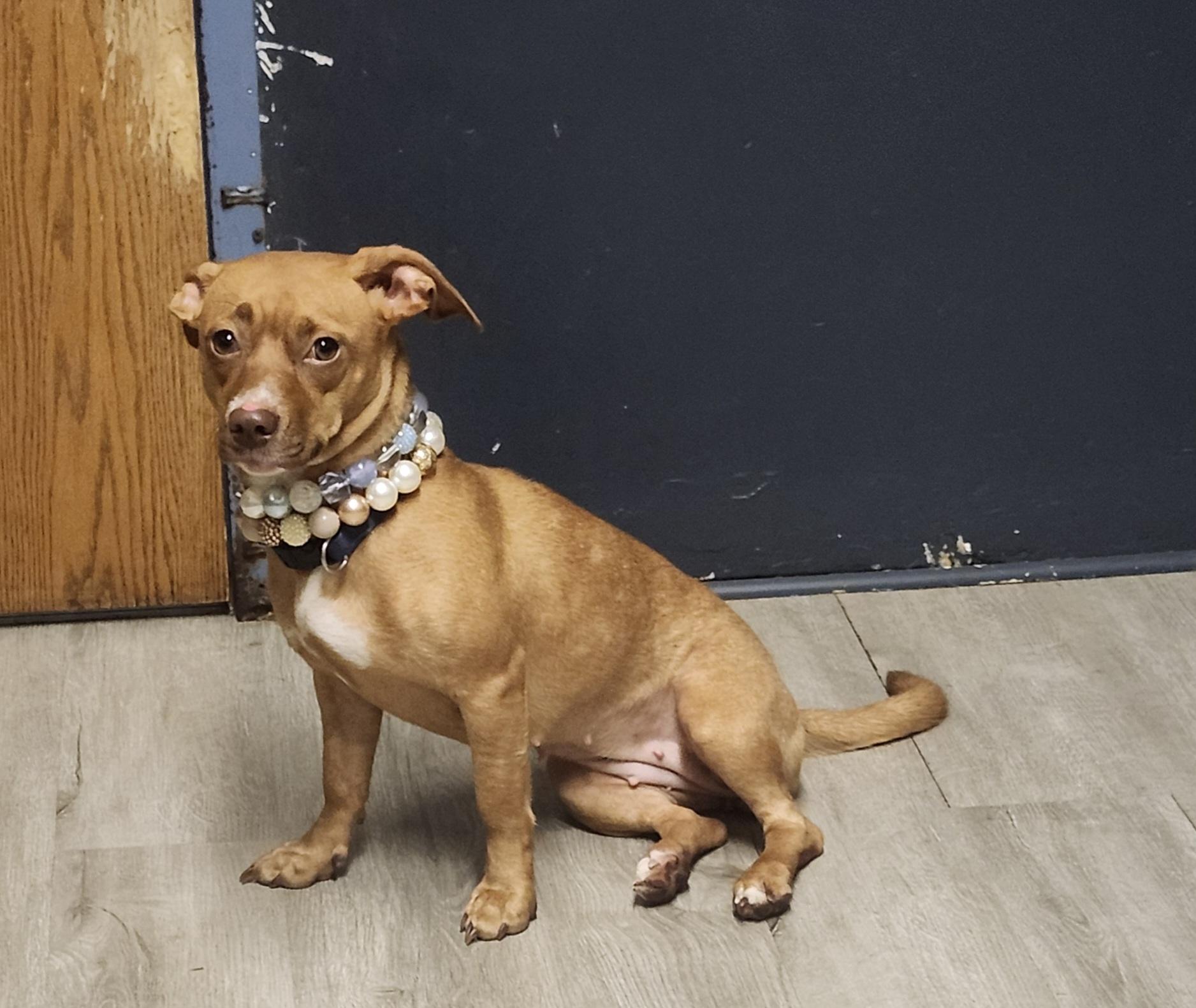 Enlarge Fiasco, an adopted mixed breed in Mansfield, OH image 4/5
