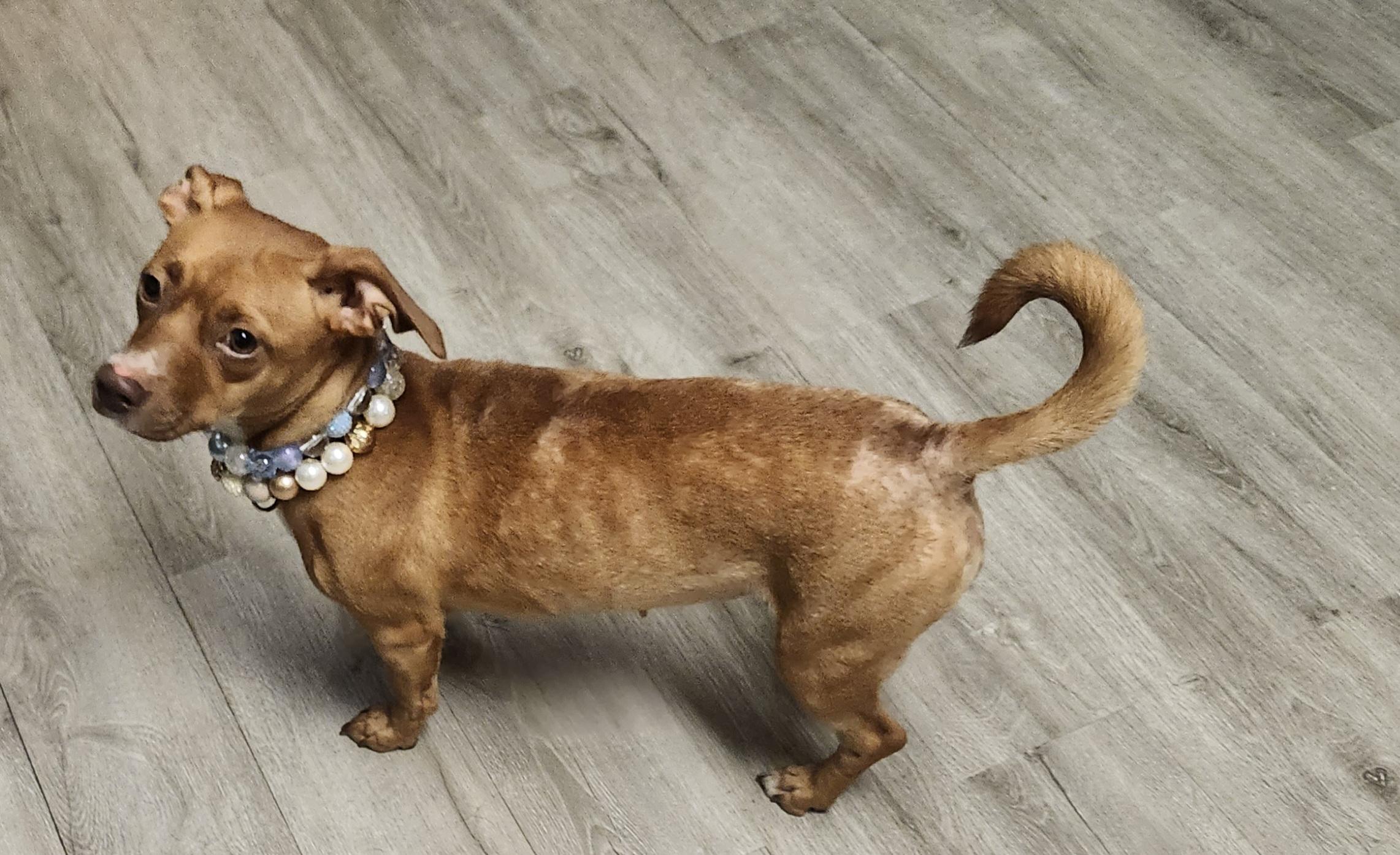 Enlarge Fiasco, an adopted mixed breed in Mansfield, OH image 5/5