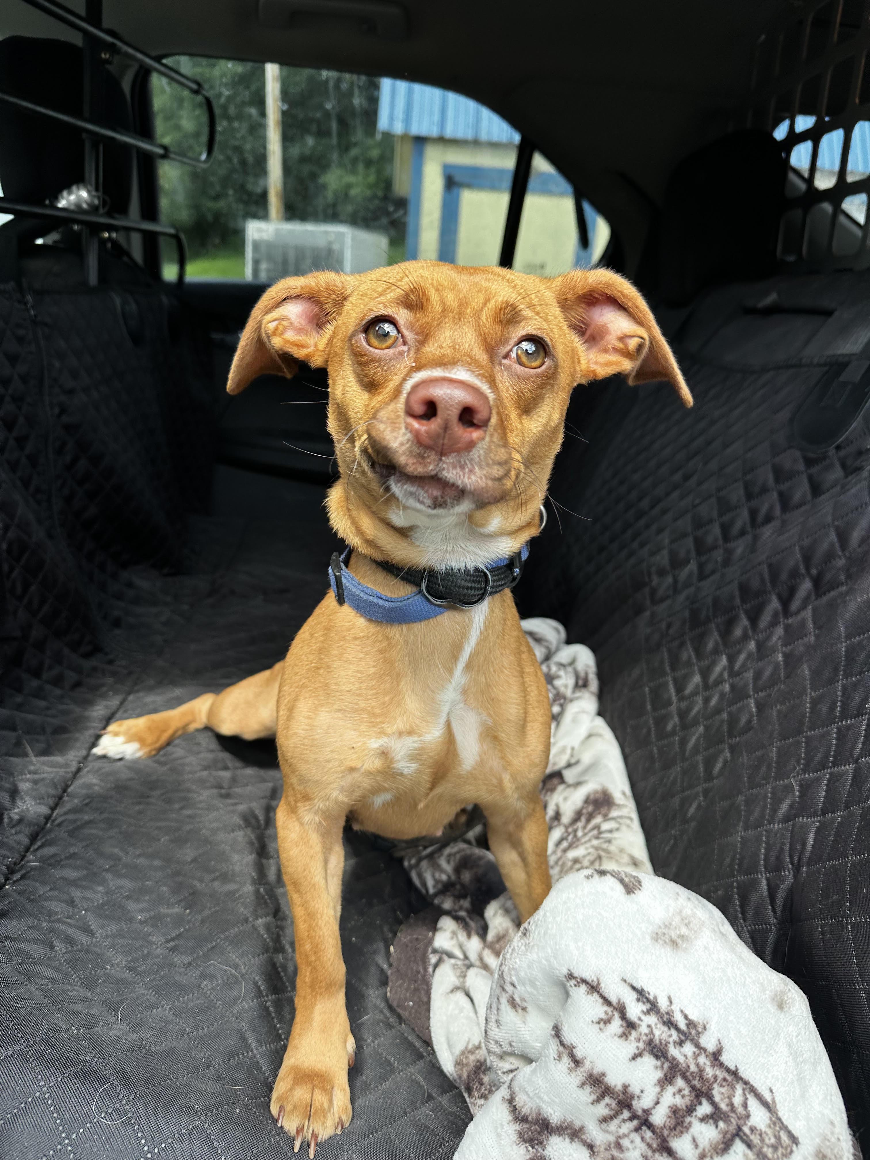 Enlarge Fiasco, an adopted mixed breed in Mansfield, OH image 3/5
