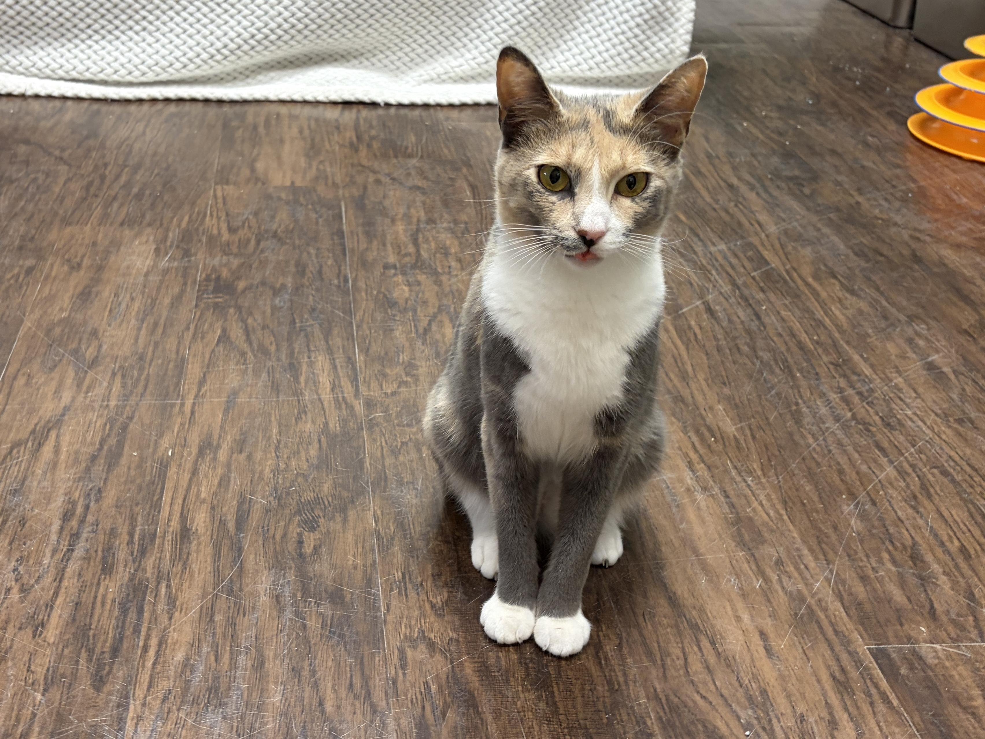 Enlarge Carol Brady, a ADOPTABLE mixed breed in Perry, GA image 2/5