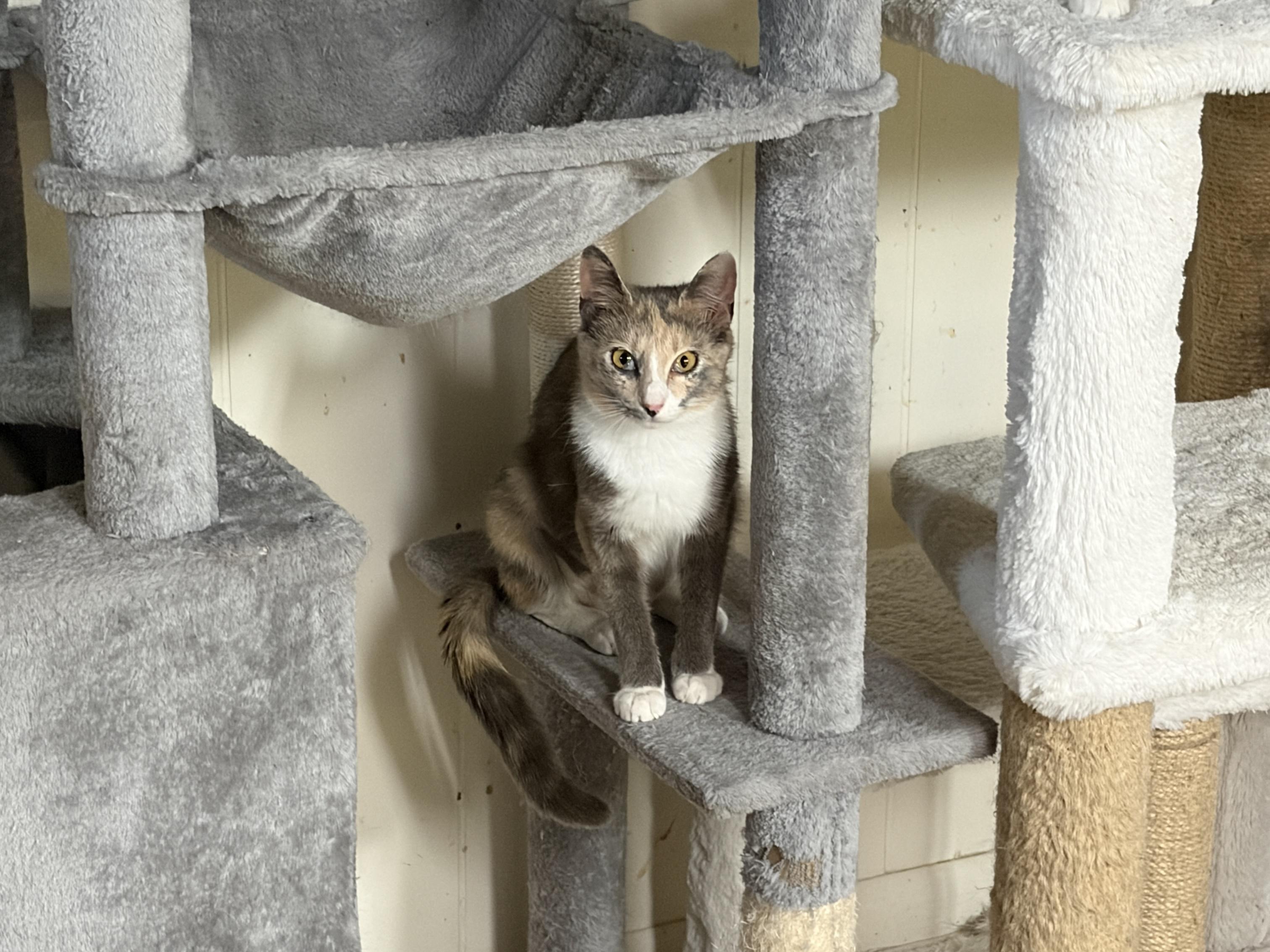Carol Brady, ADOPTABLE, Young Female Domestic Short Hair & Calico.
