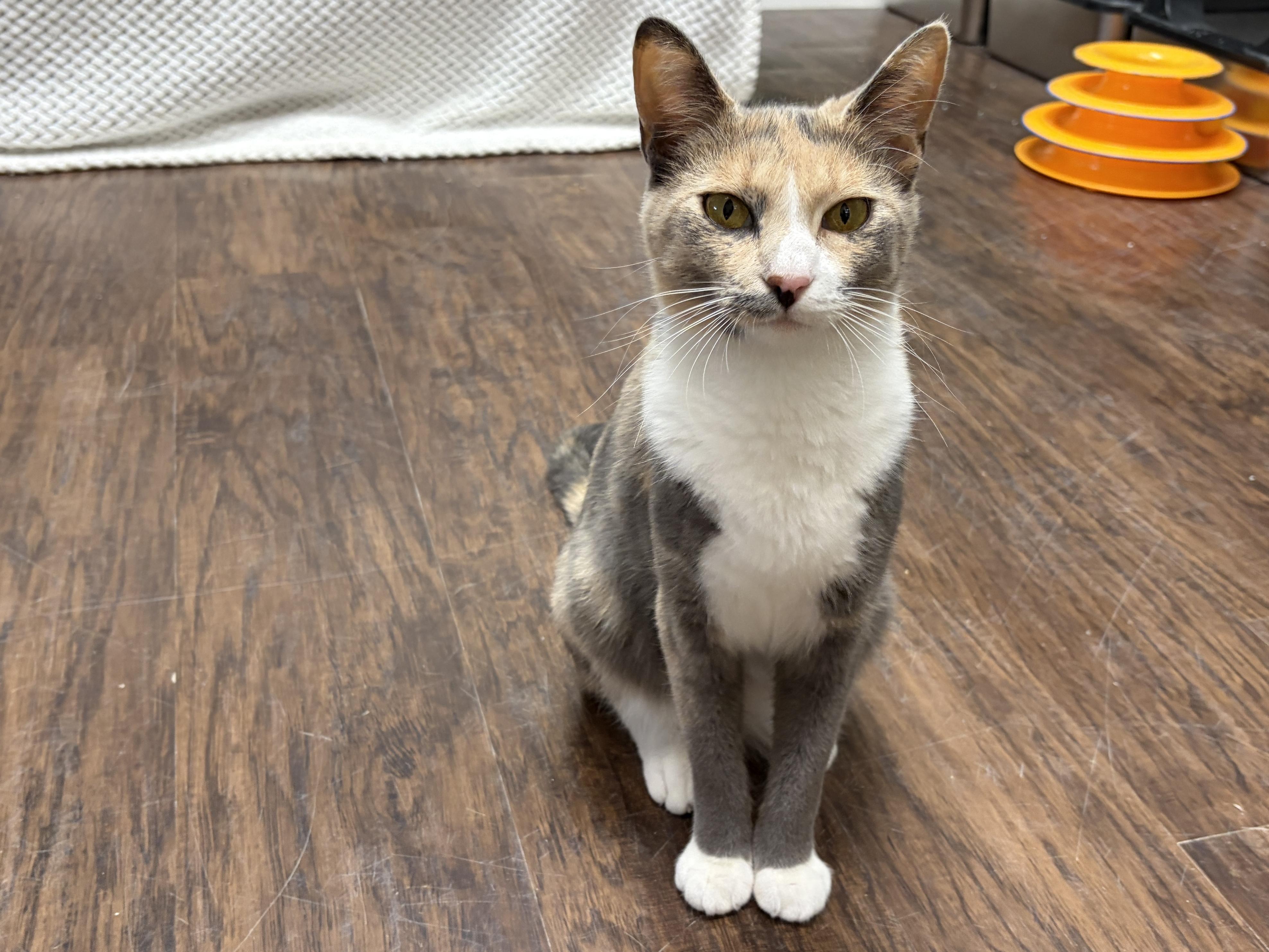 Enlarge Carol Brady, a ADOPTABLE mixed breed in Perry, GA image 5/5