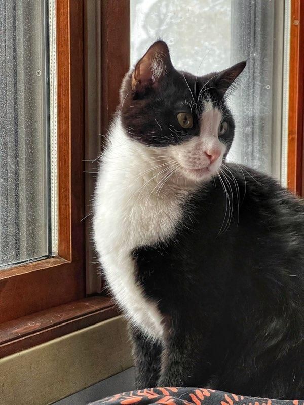 Enlarge Marley, a Adoptable mixed breed in St Paul, MN image 12/16