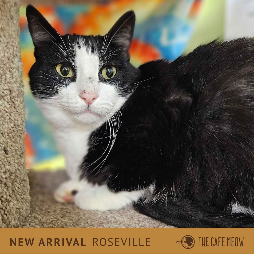 Marley, Adoptable, Adult Male Tuxedo & Domestic Short Hair.