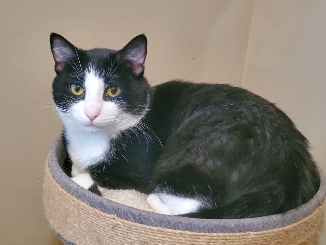 Enlarge Marley, a Adoptable mixed breed in St Paul, MN image 13/16