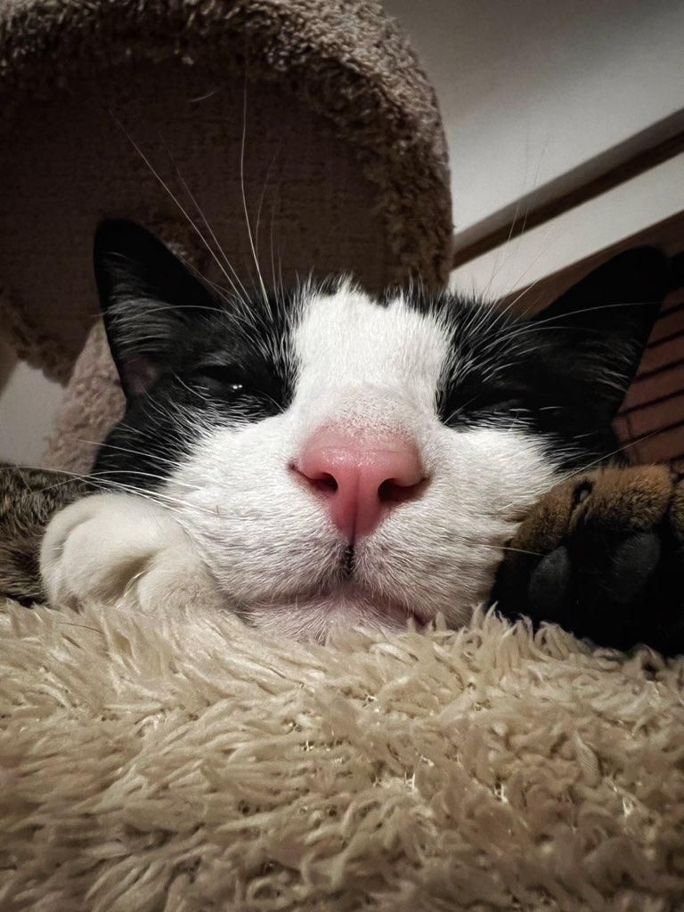 Enlarge Marley, a Adoptable mixed breed in St Paul, MN image 14/16