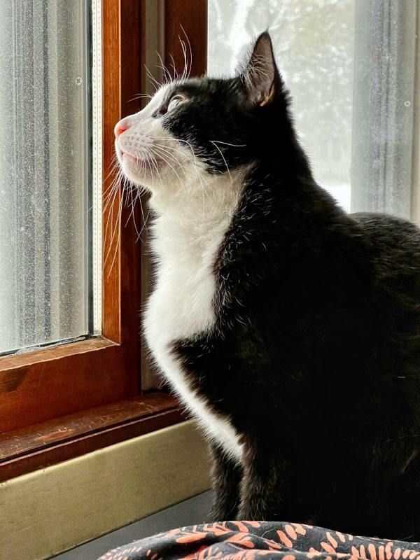 Enlarge Marley, a Adoptable mixed breed in St Paul, MN image 15/16