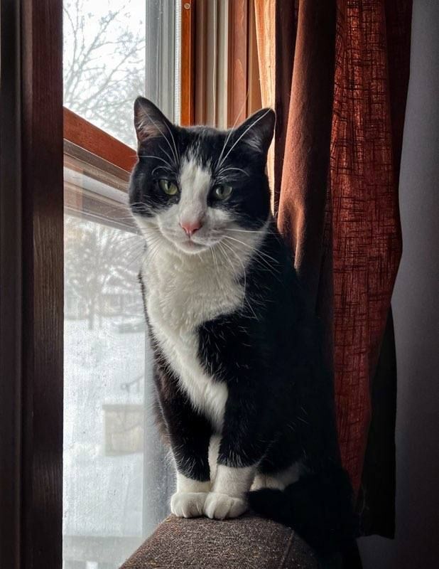 Enlarge Marley, a Adoptable mixed breed in St Paul, MN image 16/16