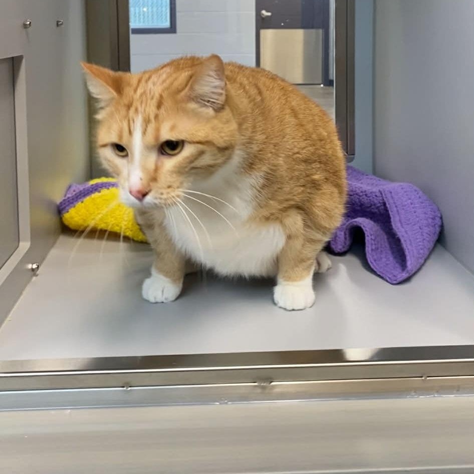 Milo, ADOPTABLE, Senior Male Domestic Short Hair.