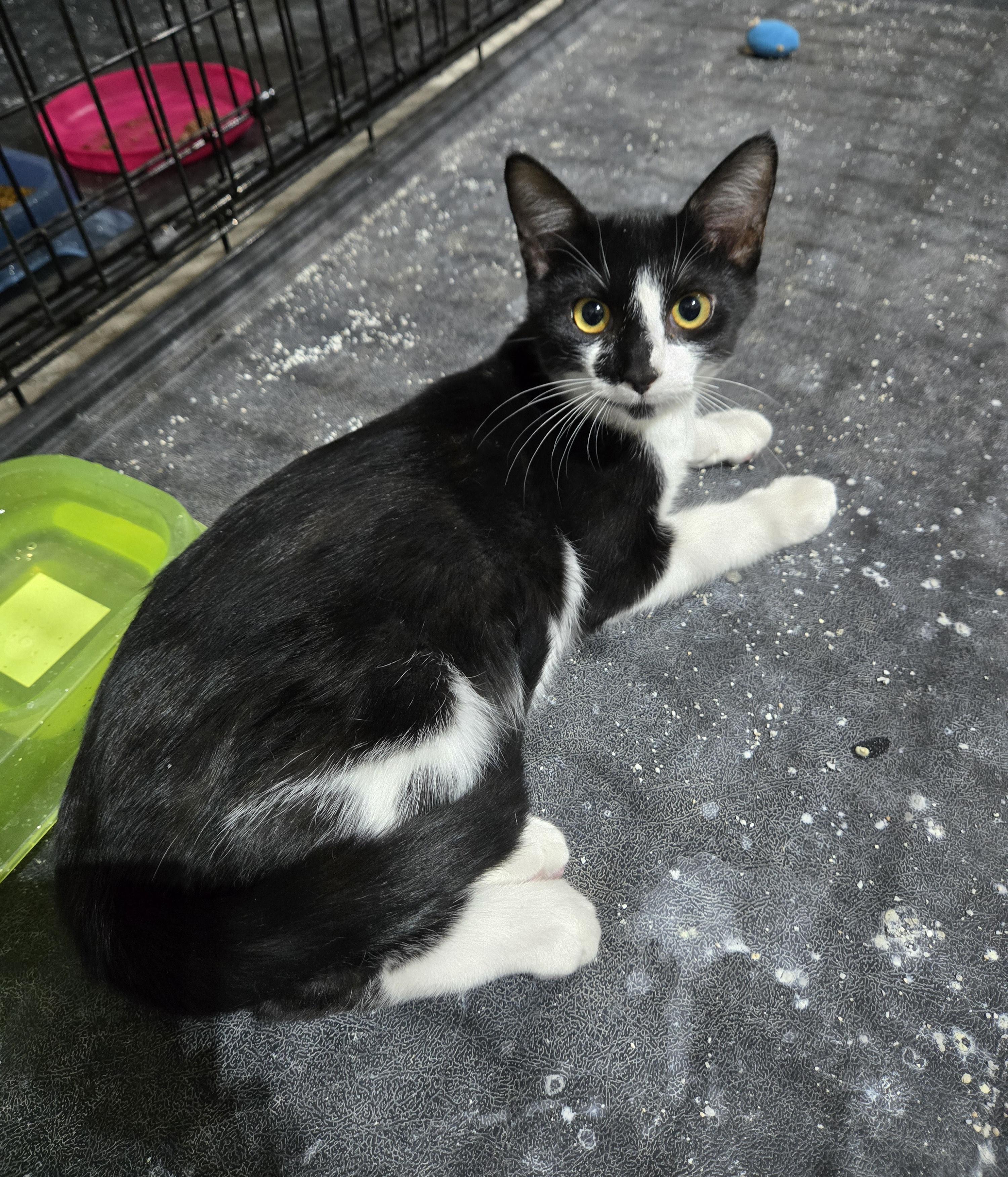 Anakin, an adoptable Domestic Short Hair in Steamboat Springs, CO, 80477 | Photo Image 1