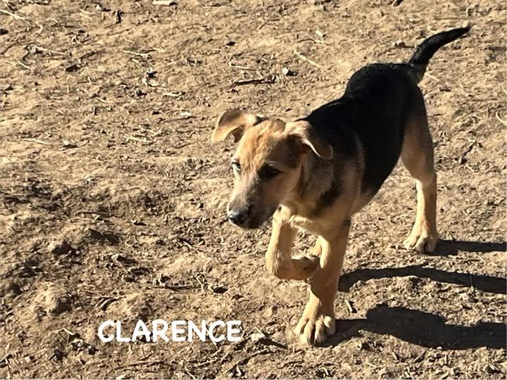 Clarence, Adoptable, Puppy Male German Shepherd Dog.