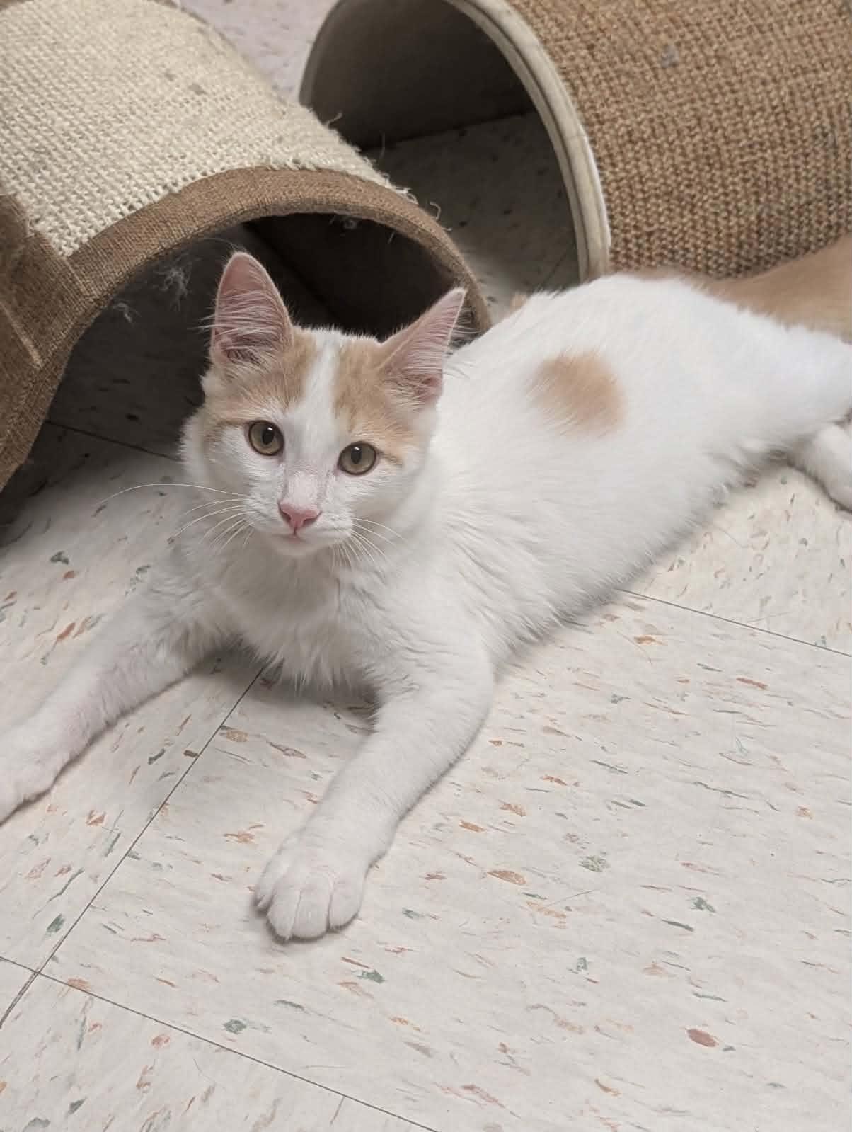 Lorcan, Adopted, Kitten Male Domestic Medium Hair.