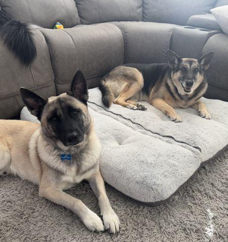 Phoenix, Adoptable, Adult Female German Shepherd Dog.