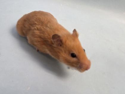 Eric Cartman, Adoptable, Adult Female Hamster & Hamster.