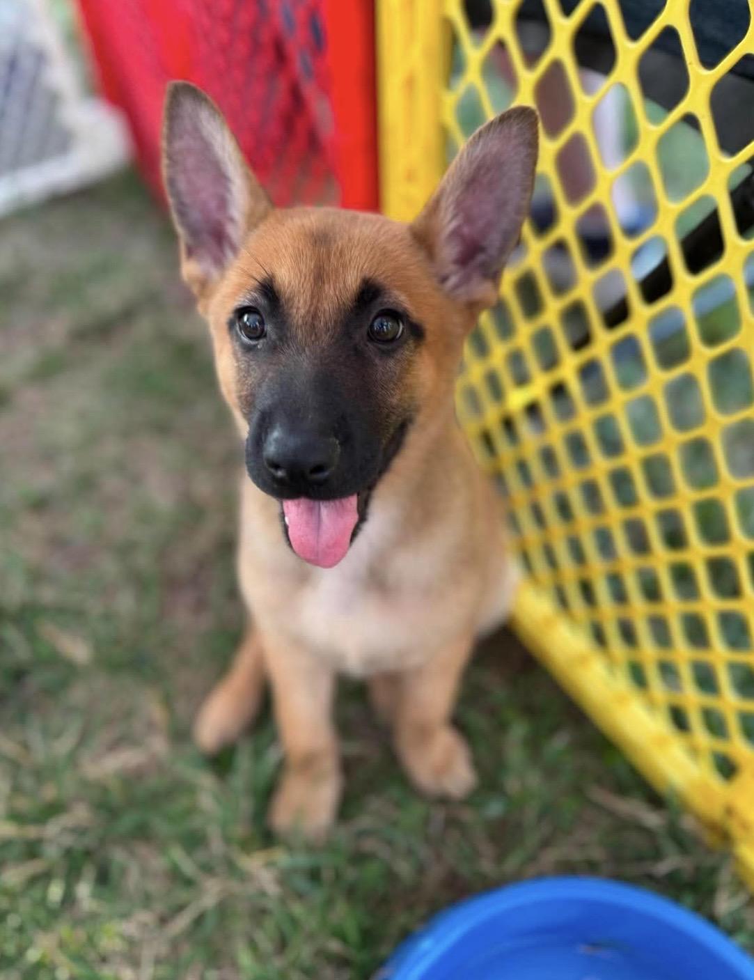 Gabby, ADOPTABLE, Puppy Female Belgian Shepherd / Malinois & German Shepherd Dog.