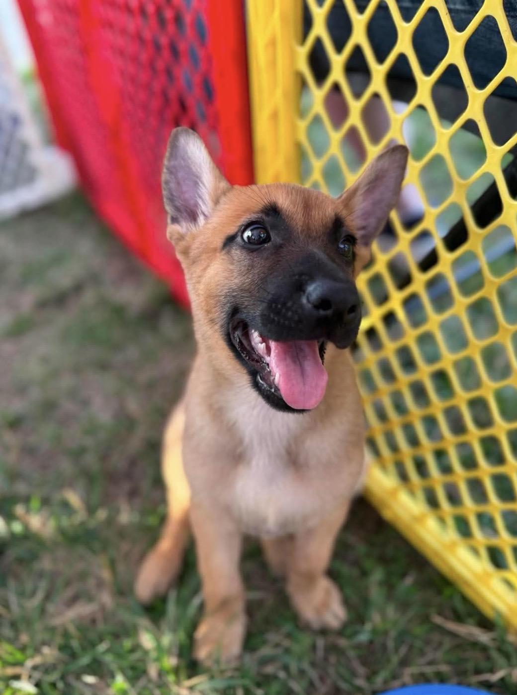 Gabby, a ADOPTABLE mixed breed in Kannapolis, NC image 3/3