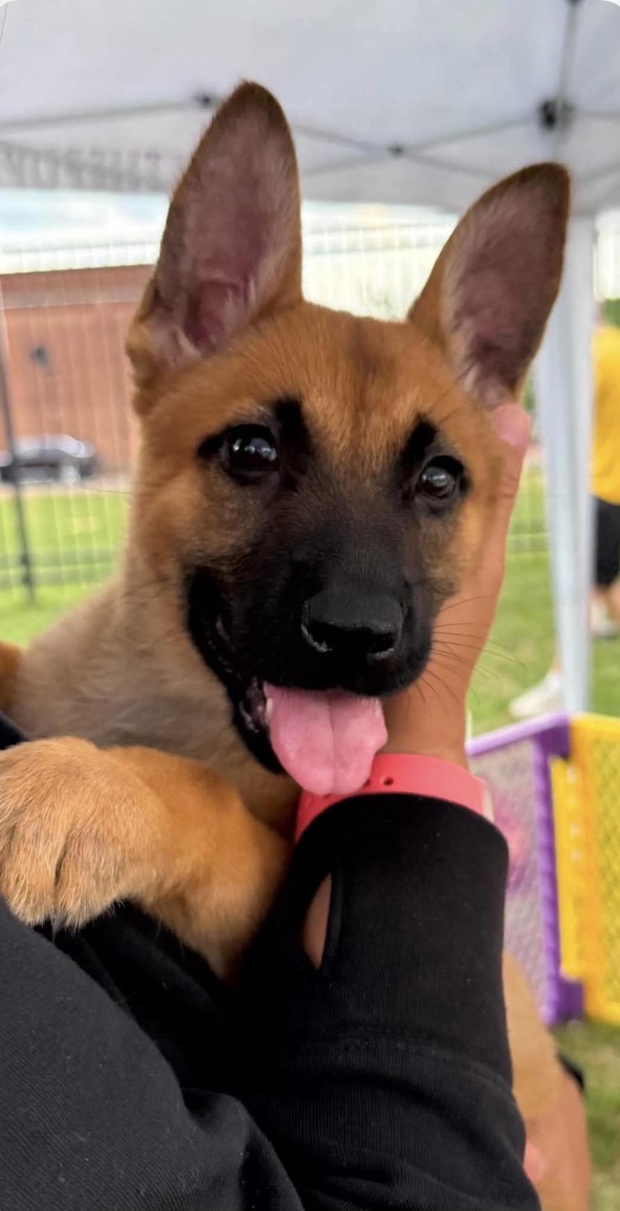 Gabby, a ADOPTABLE mixed breed in Kannapolis, NC image 2/3