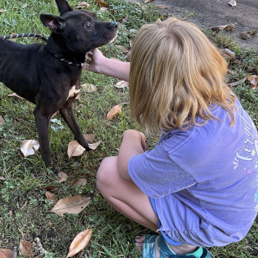 Enlarge Tillie PC, a Adoptable mixed breed in Portland, OR image 4/6