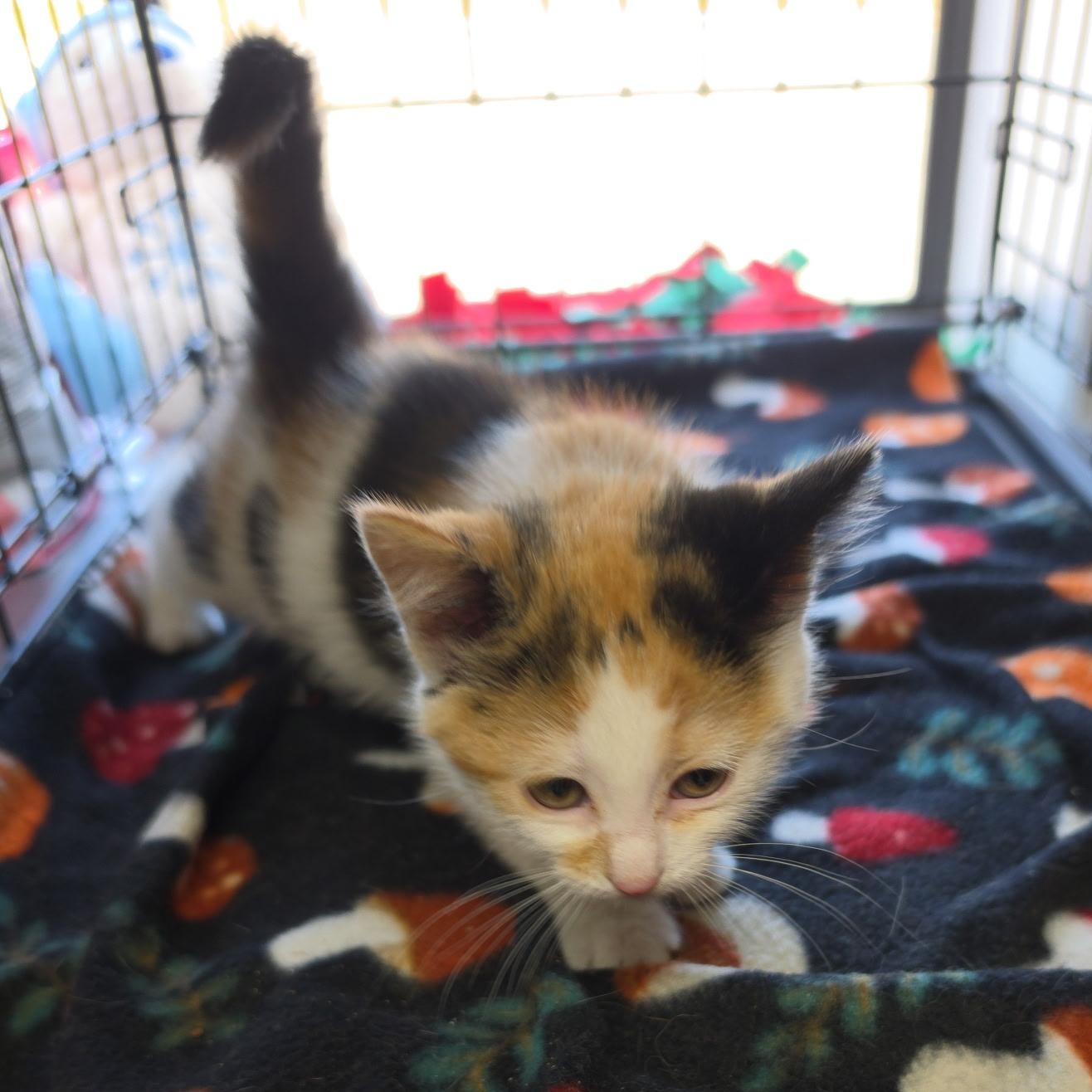 Tush, adopted, Kitten Female Calico.