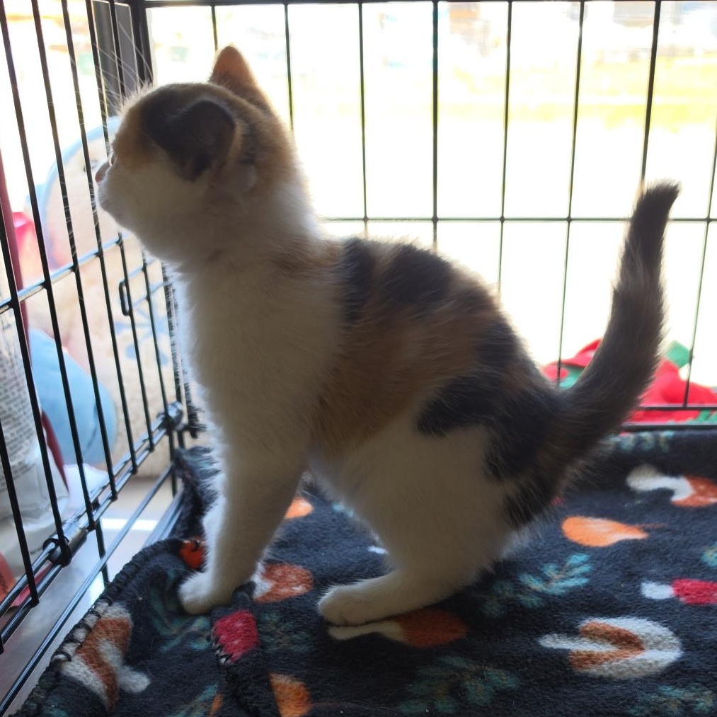 Tush, an adopted Calico in Clarksville, VA image 2/2