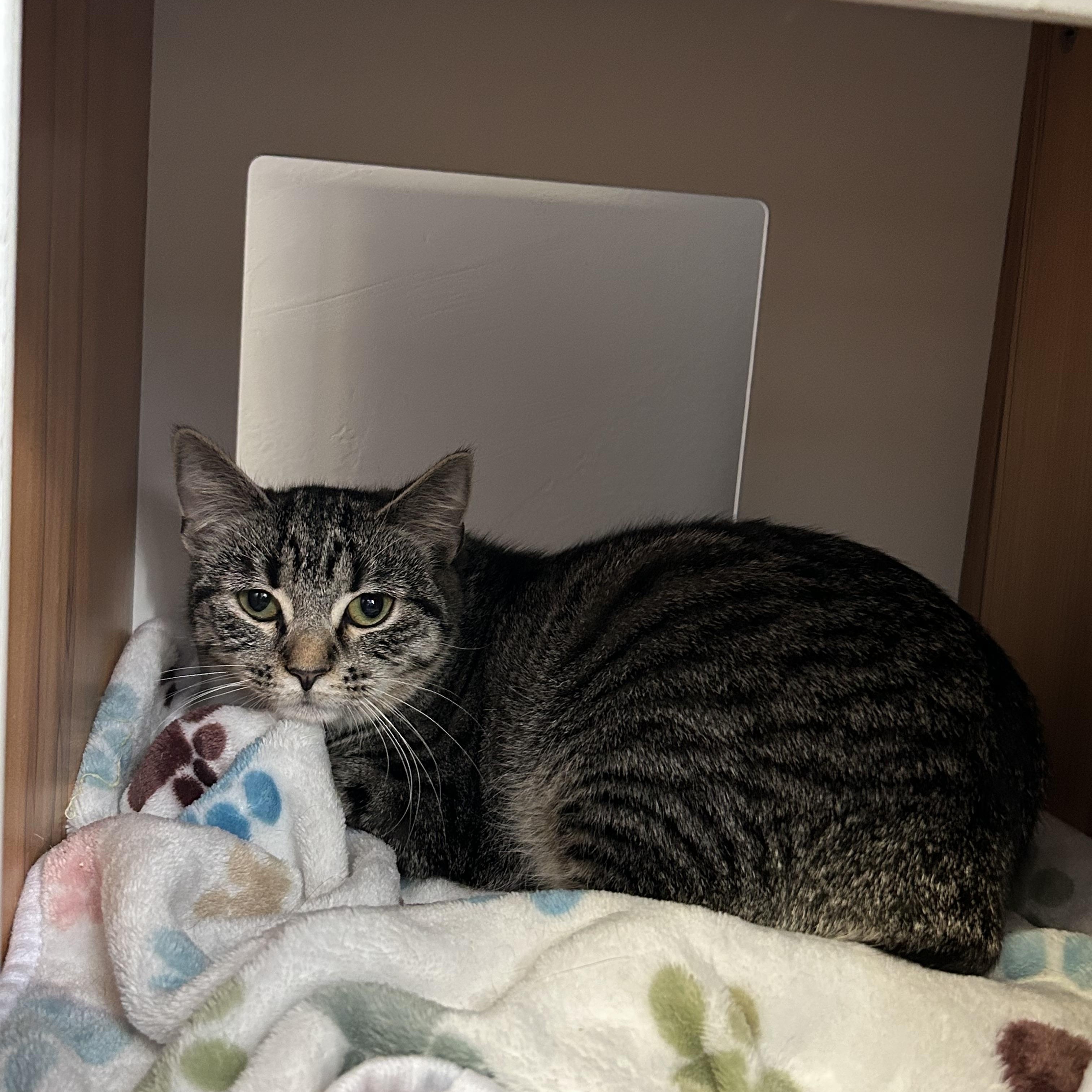 Enlarge Lil Bits, a Adoptable Domestic Short Hair in Brockport, NY image 2/6