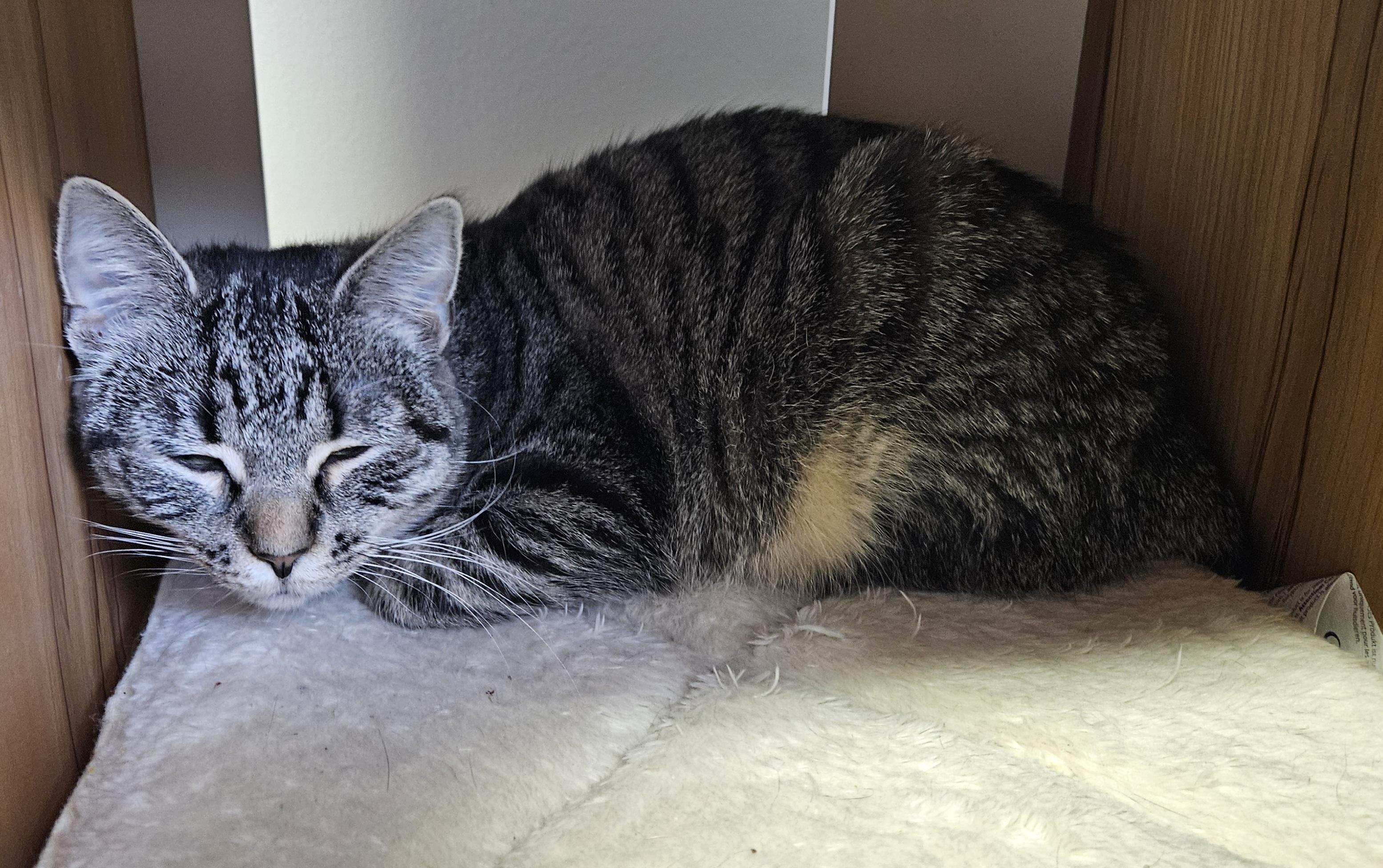 Enlarge Lil Bits, a Adoptable Domestic Short Hair in Brockport, NY image 6/6