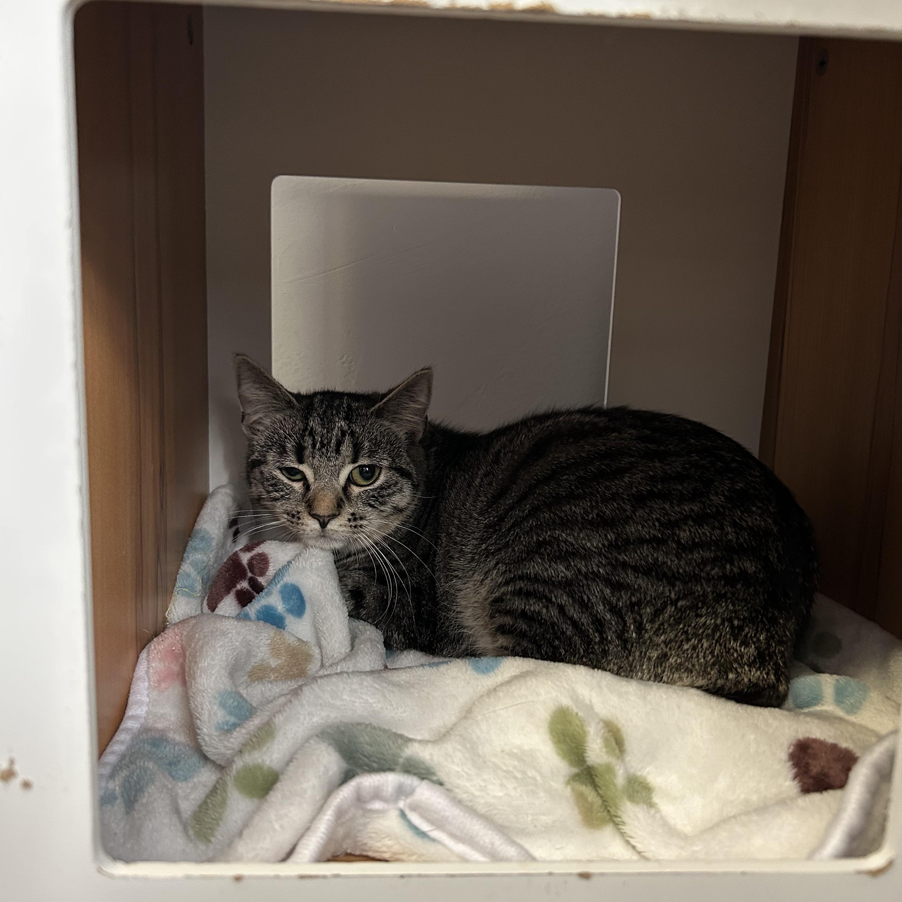 Enlarge Lil Bits, a Adoptable Domestic Short Hair in Brockport, NY image 3/6