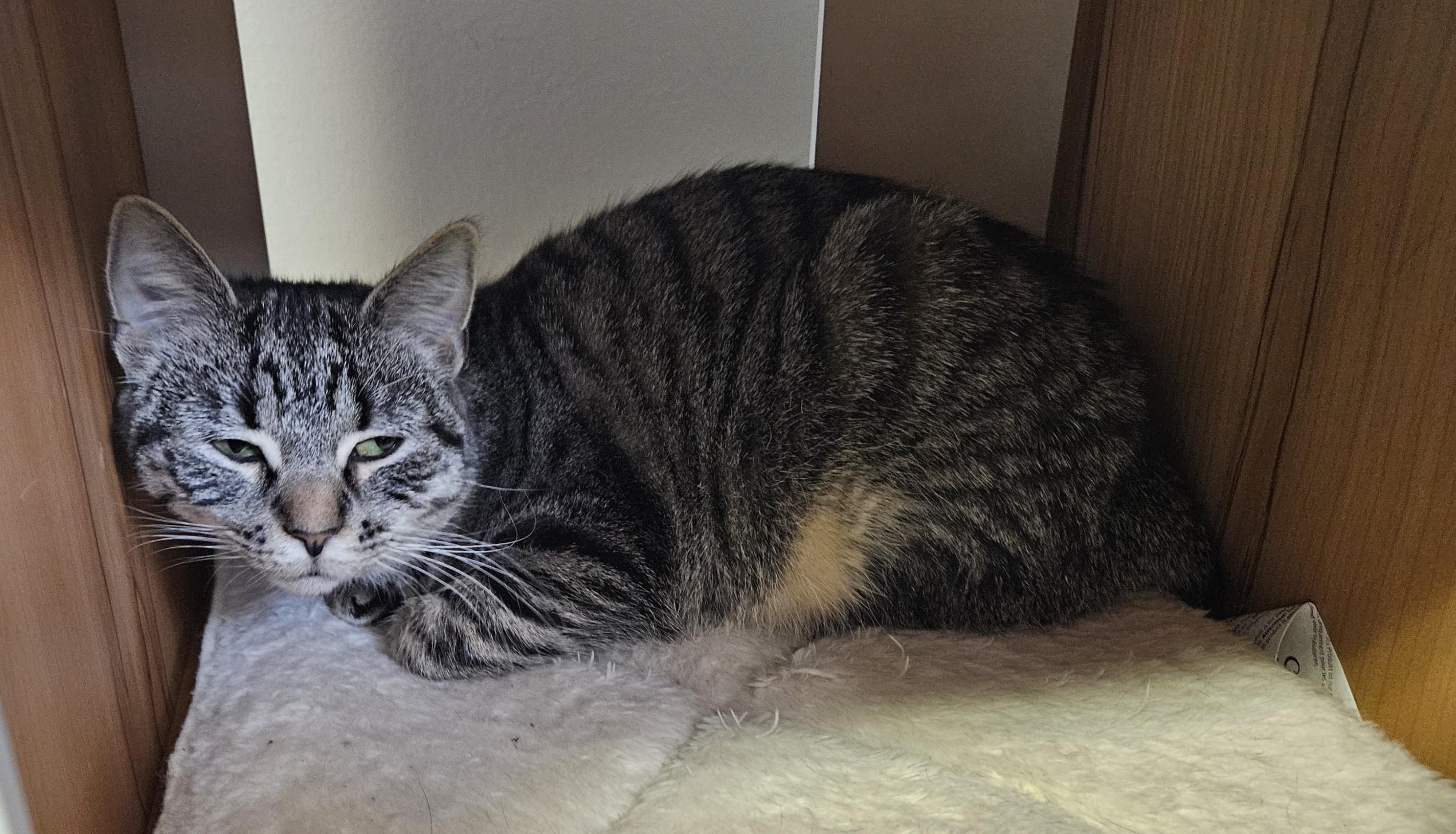 Enlarge Lil Bits, a Adoptable Domestic Short Hair in Brockport, NY image 5/6