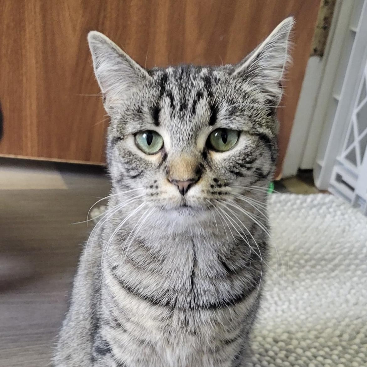 Lil Bits, a Adoptable Domestic Short Hair in Brockport, NY image 1/6