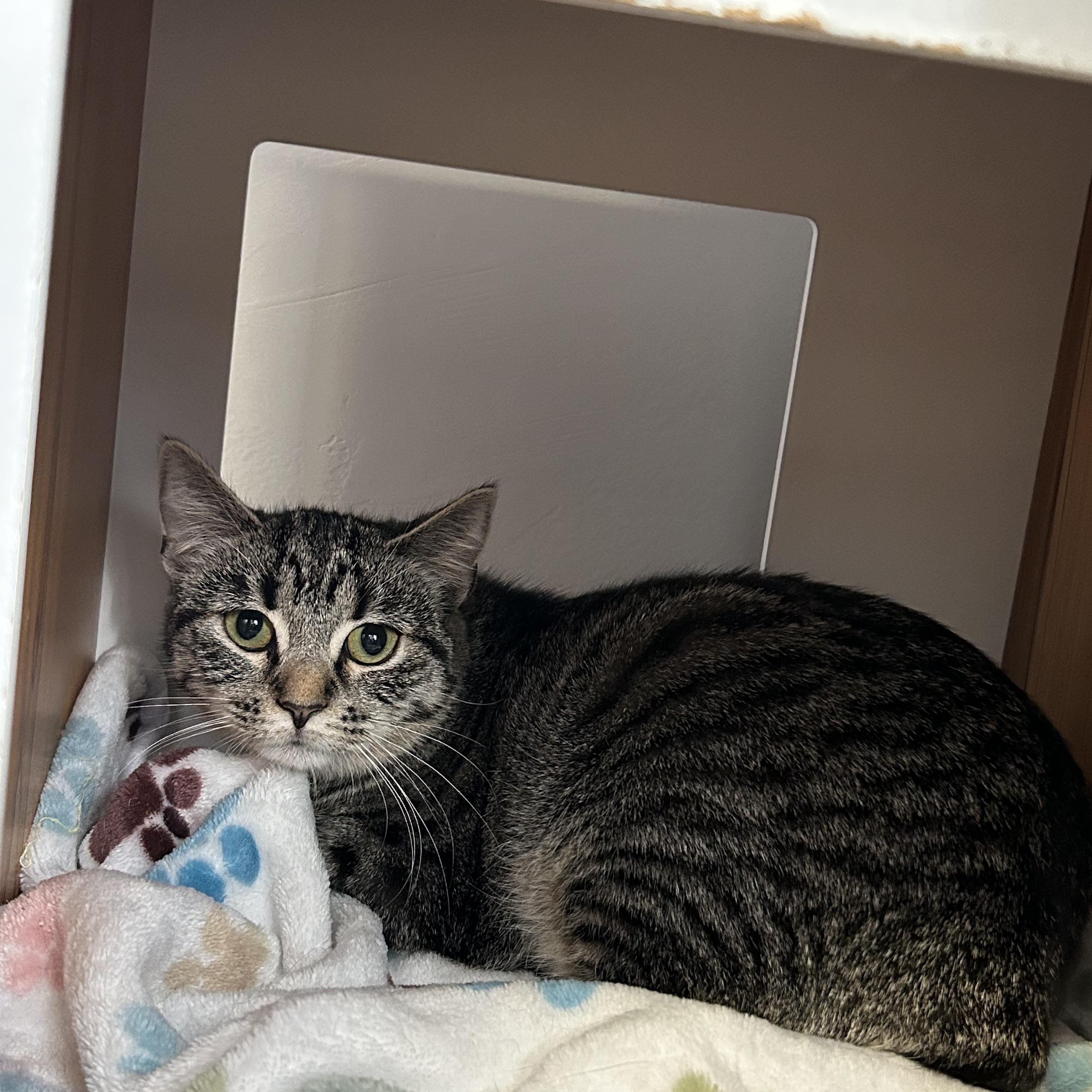 Lil Bits, Adoptable, Young Female Domestic Short Hair.