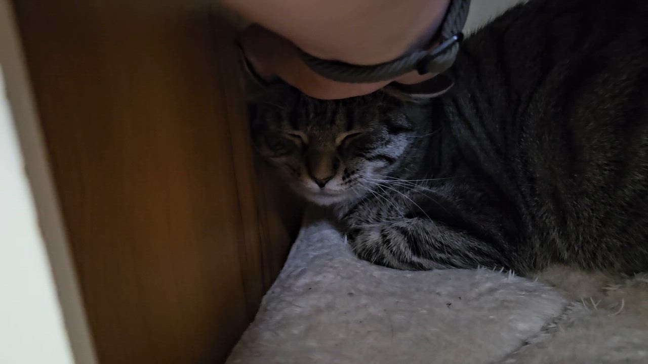 Enlarge Lil Bits, a Adoptable Domestic Short Hair in Brockport, NY video 4/6