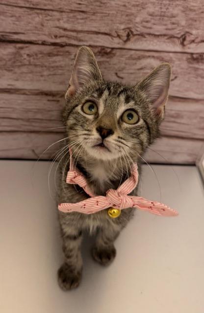 Enlarge Tails, an adoptable Domestic Short Hair in Maitland, FL image 1/1