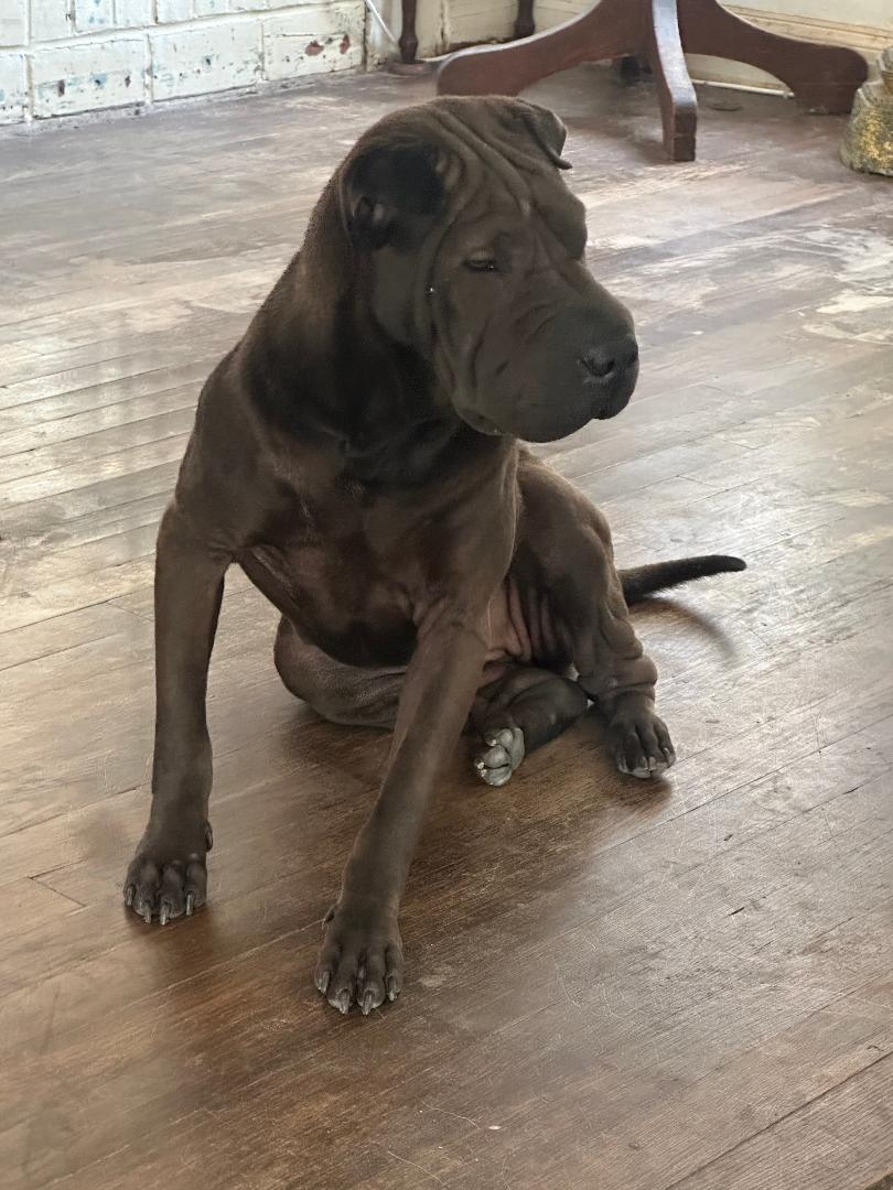 Penny, a ADOPTABLE Shar-Pei in BEVERLY HILLS, CA image 1/3