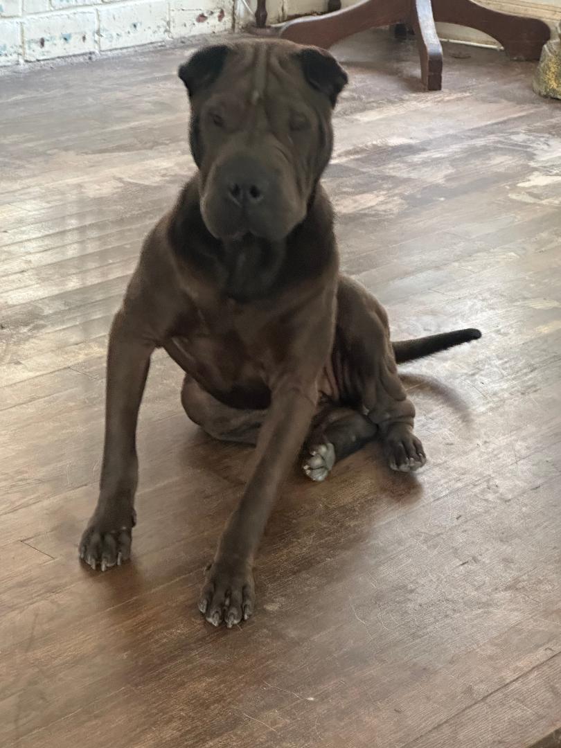 Penny, a ADOPTABLE Shar-Pei in BEVERLY HILLS, CA image 2/3