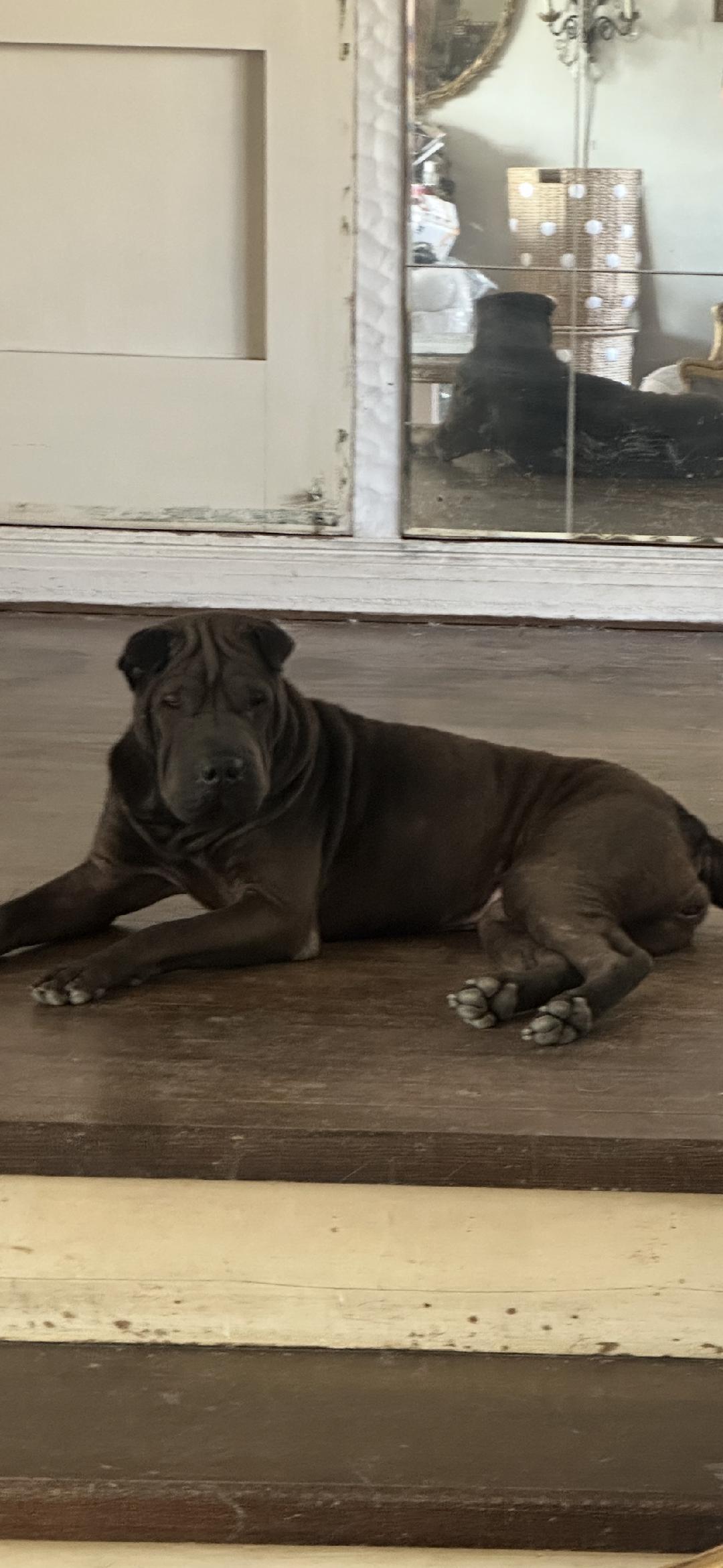Penny, a ADOPTABLE Shar-Pei in BEVERLY HILLS, CA image 3/3