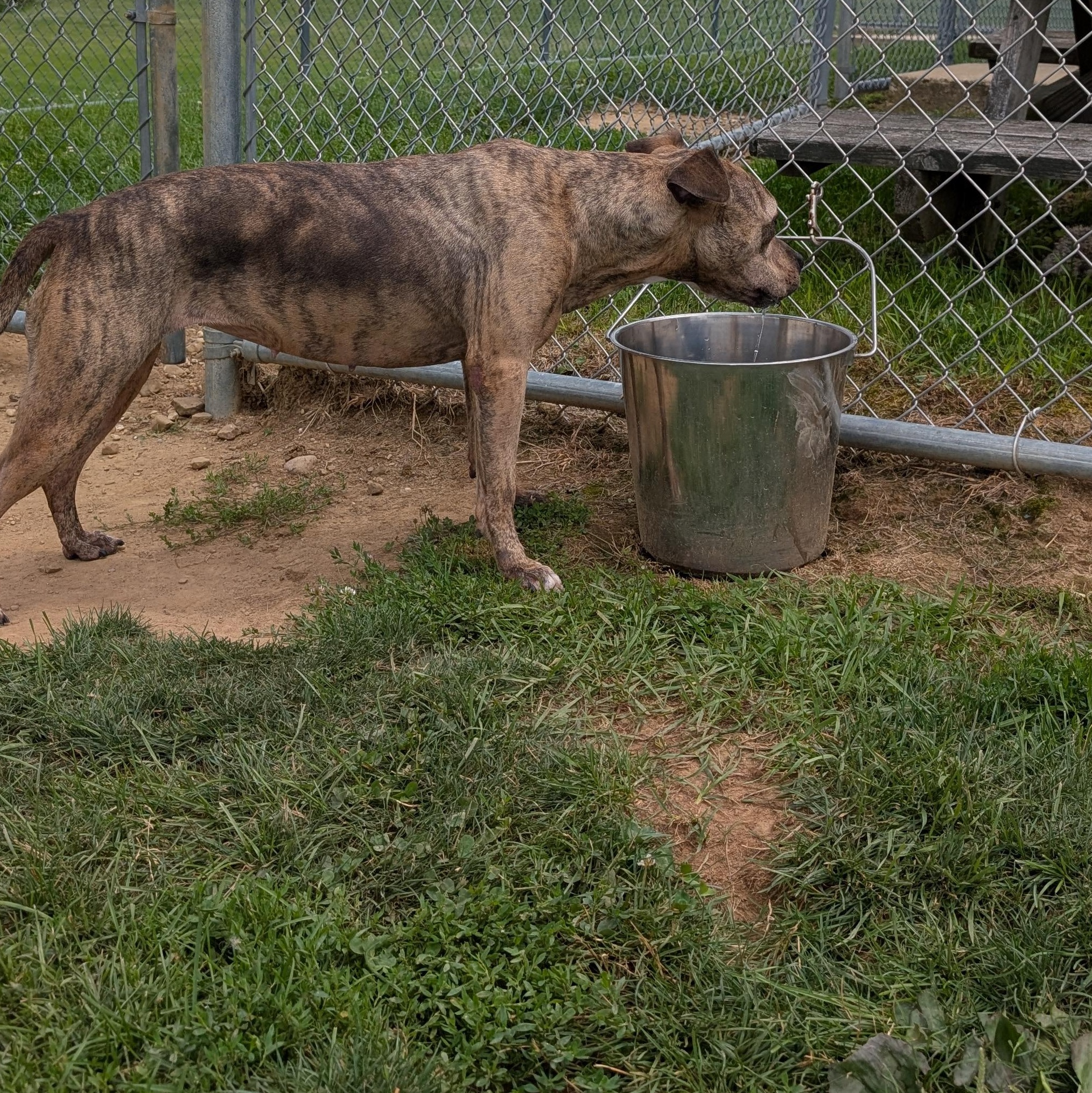 191492 LOOKING FOR OWNER, an adopted Pit Bull Terrier in Ravenna, OH image 3/5