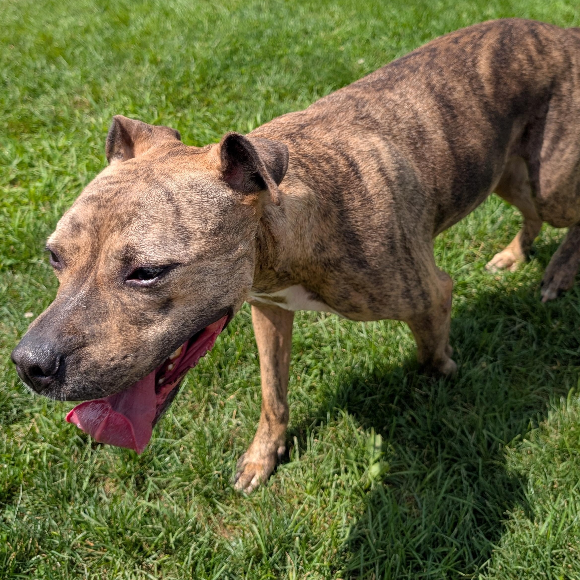 191492 LOOKING FOR OWNER, an adopted Pit Bull Terrier in Ravenna, OH image 2/5
