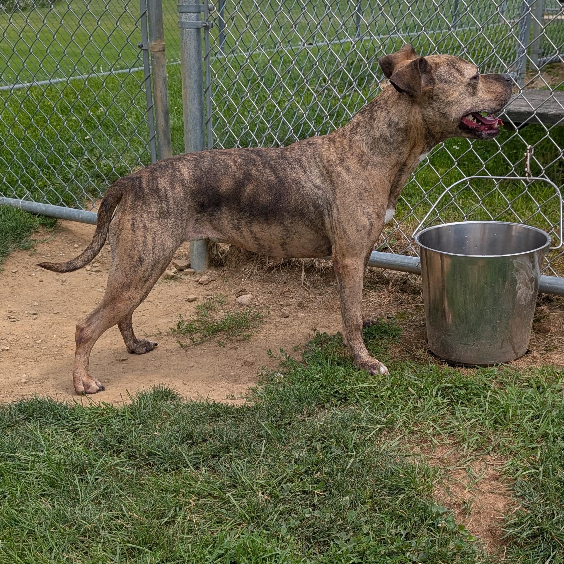 191492 LOOKING FOR OWNER, an adopted Pit Bull Terrier in Ravenna, OH image 5/5
