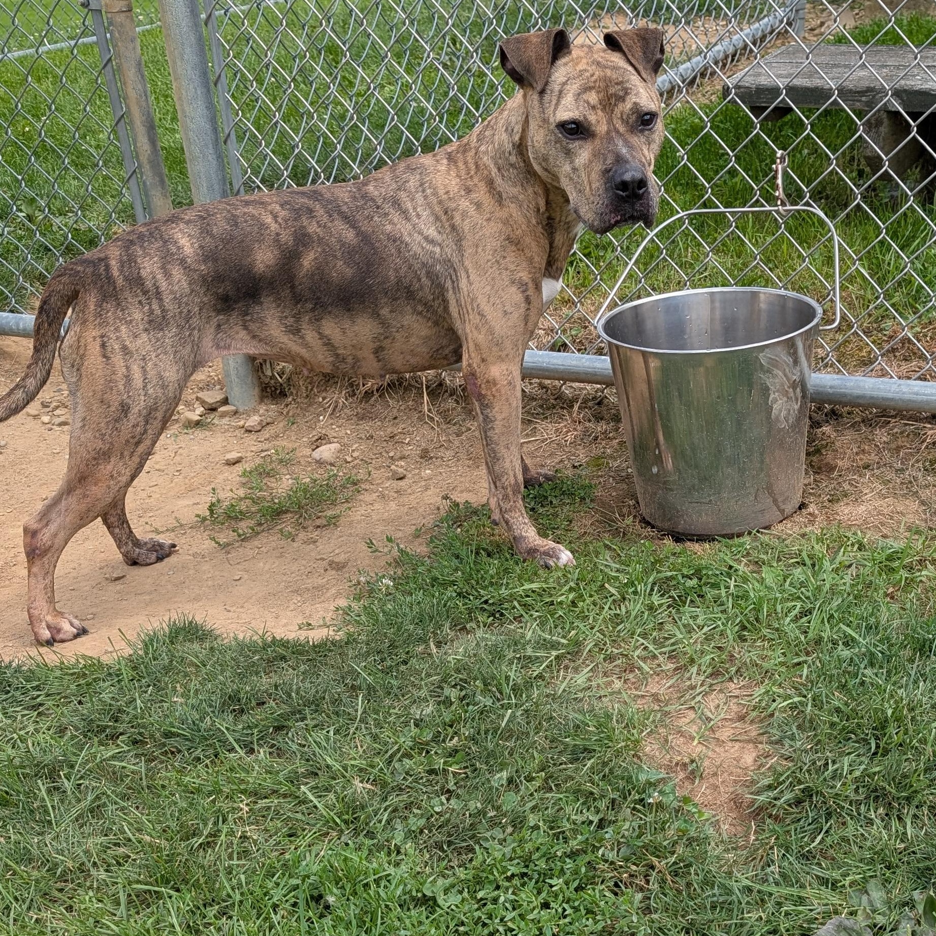191492 LOOKING FOR OWNER, an adopted Pit Bull Terrier in Ravenna, OH image 1/5