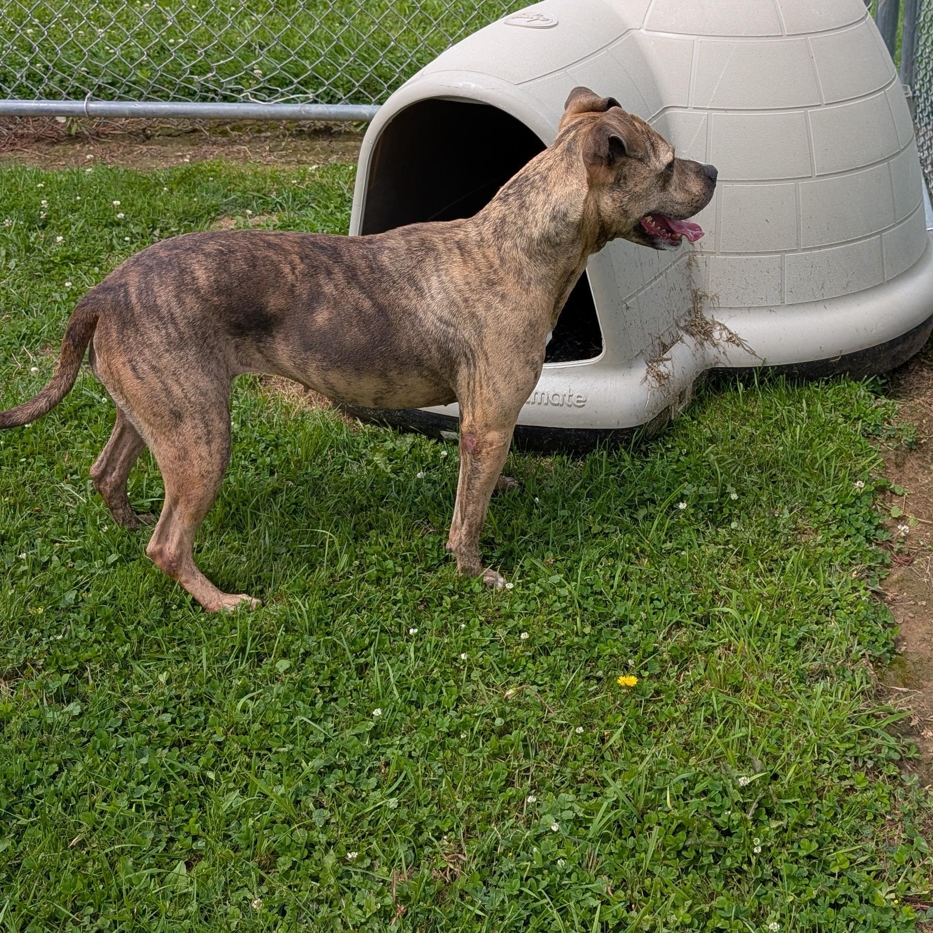 191492 LOOKING FOR OWNER, an adopted Pit Bull Terrier in Ravenna, OH image 4/5