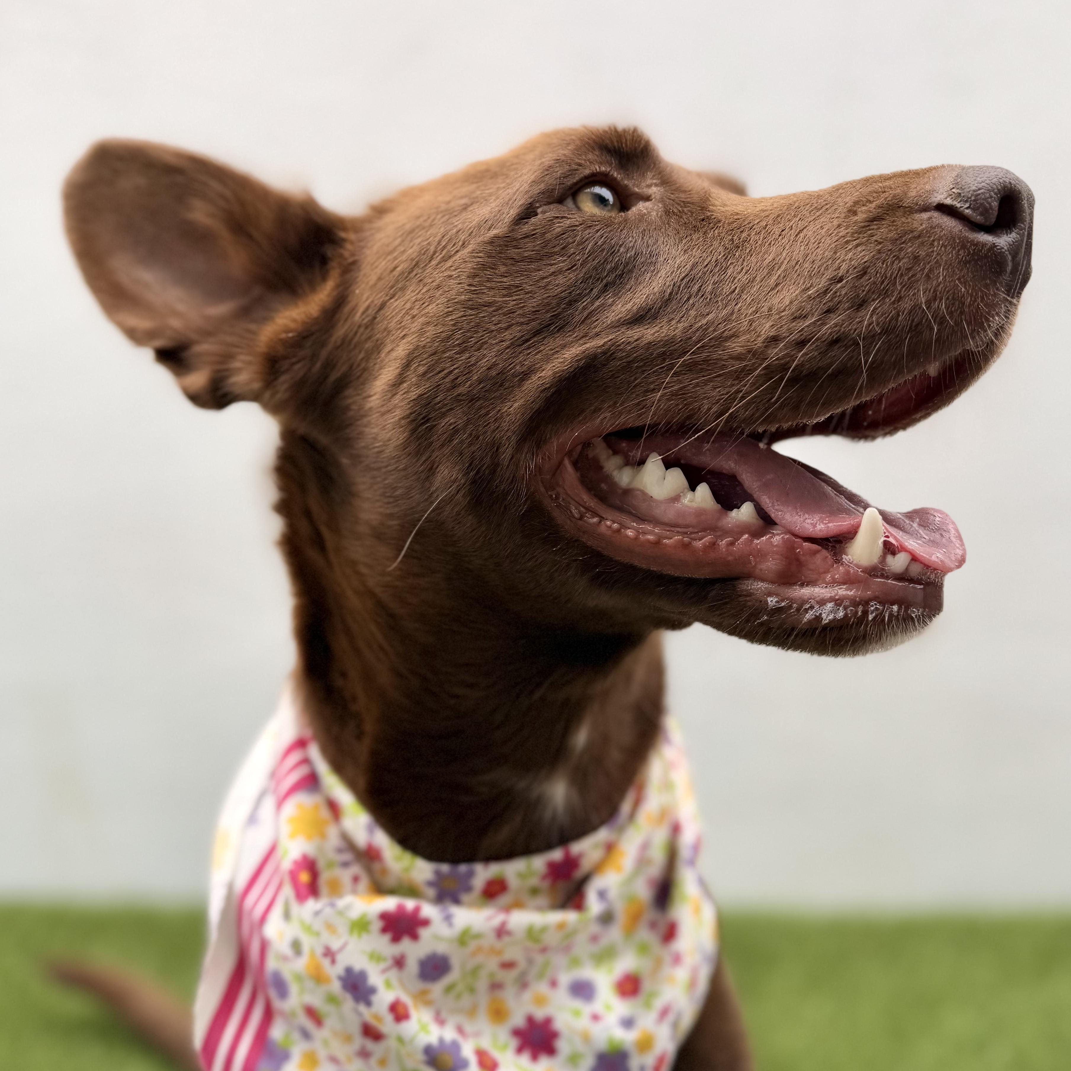 Enlarge TIVA, a Adoptable mixed breed in La Jolla, CA image 3/6