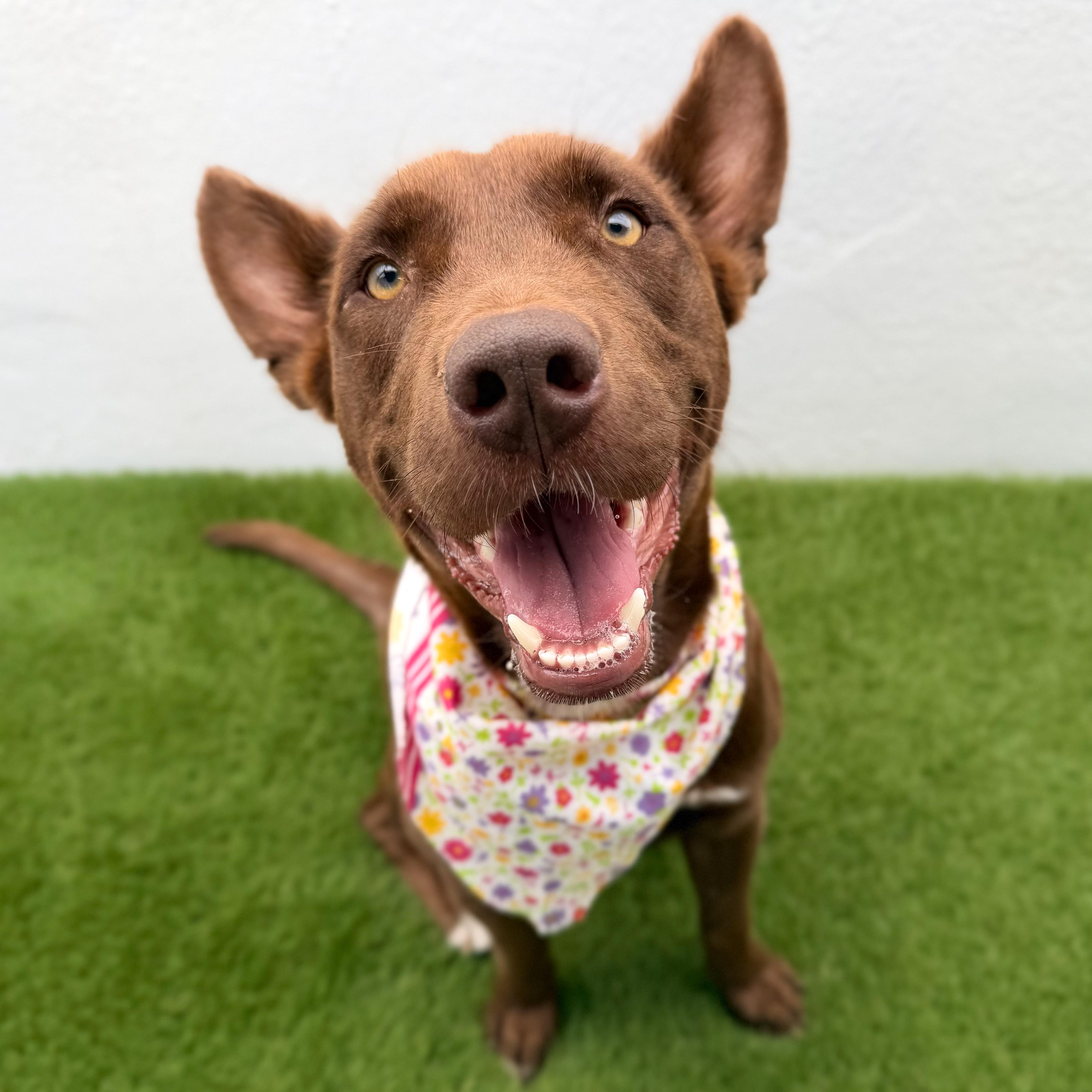 Enlarge TIVA, a Adoptable mixed breed in La Jolla, CA image 1/6