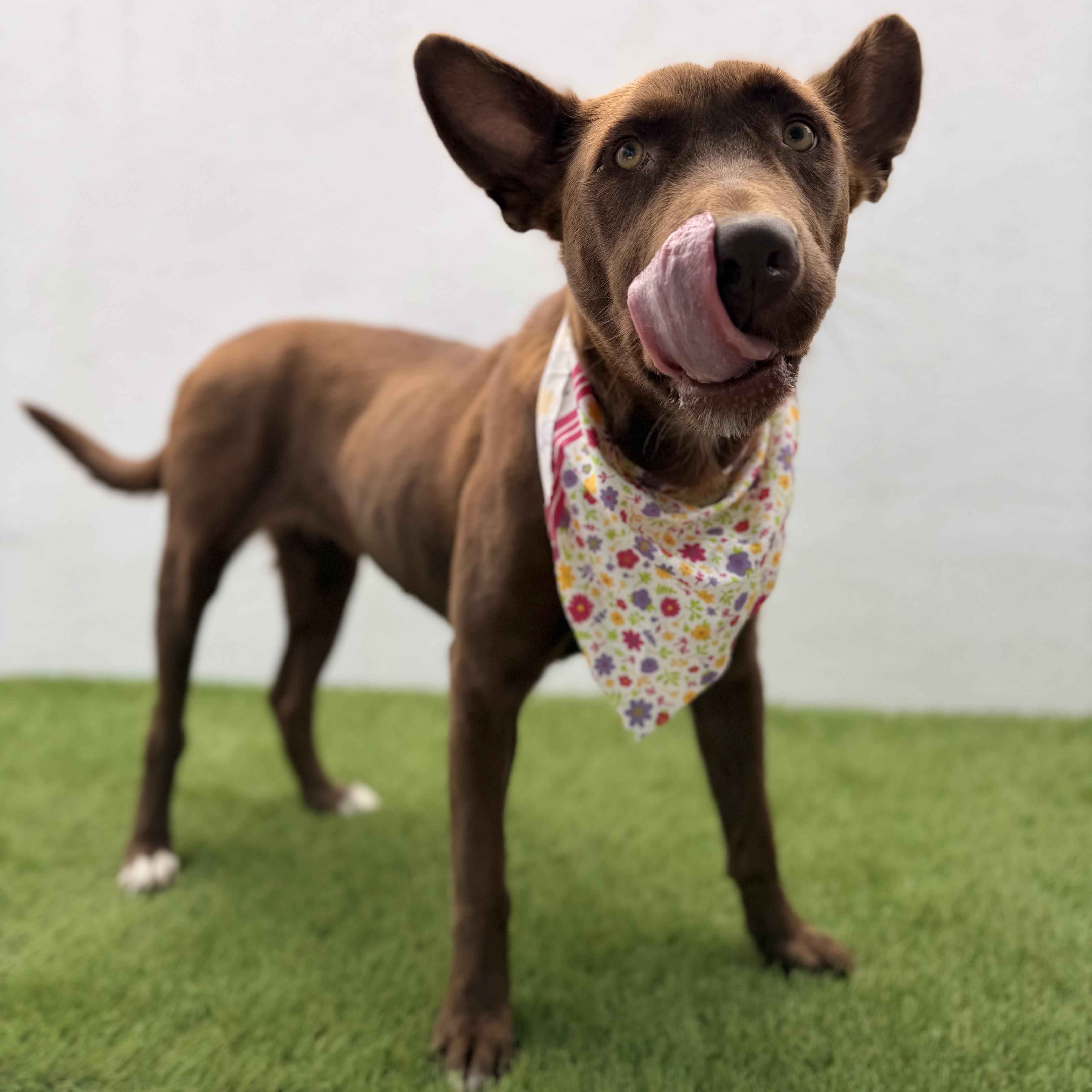 Enlarge TIVA, a Adoptable mixed breed in La Jolla, CA image 2/6