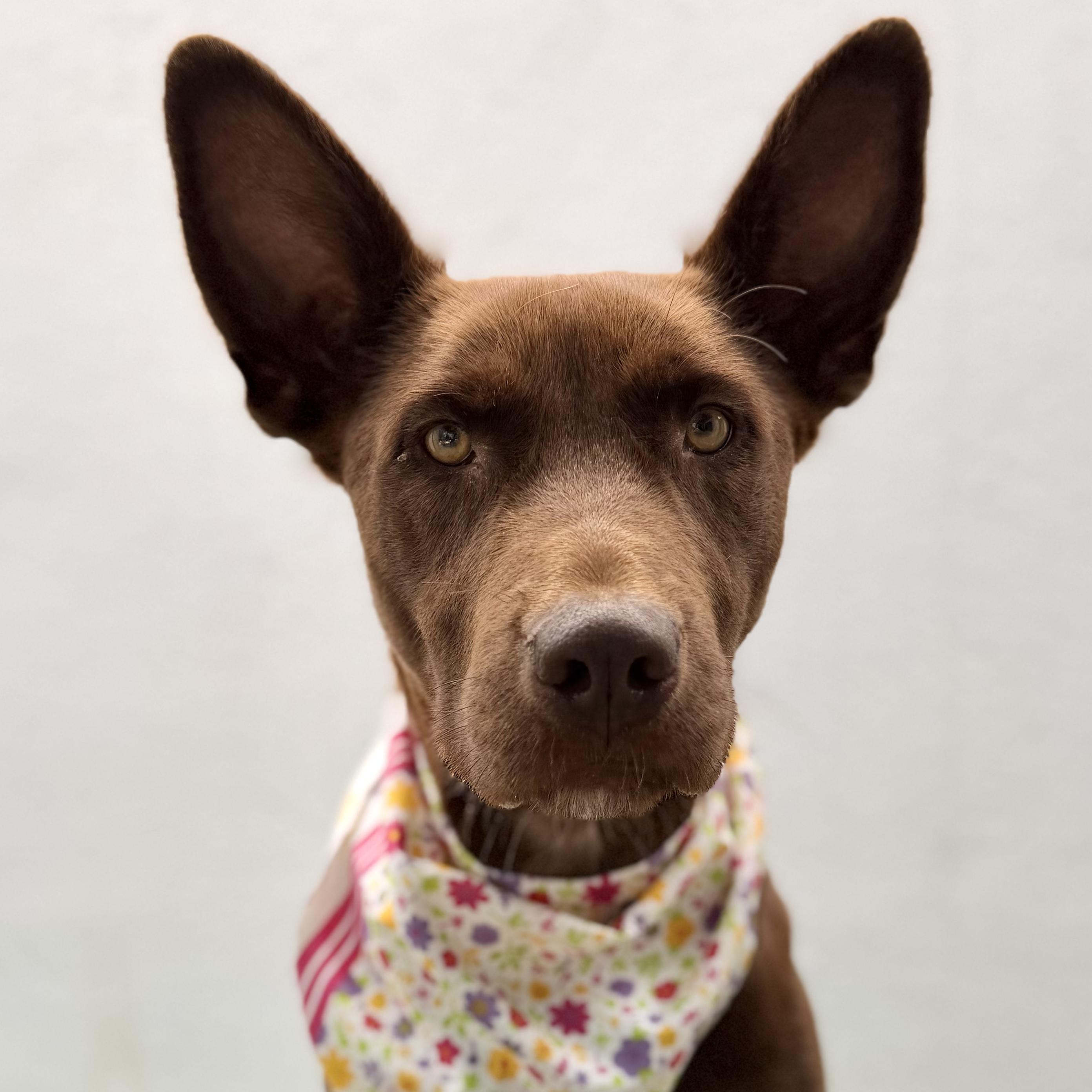 Enlarge TIVA, a Adoptable mixed breed in La Jolla, CA image 4/6