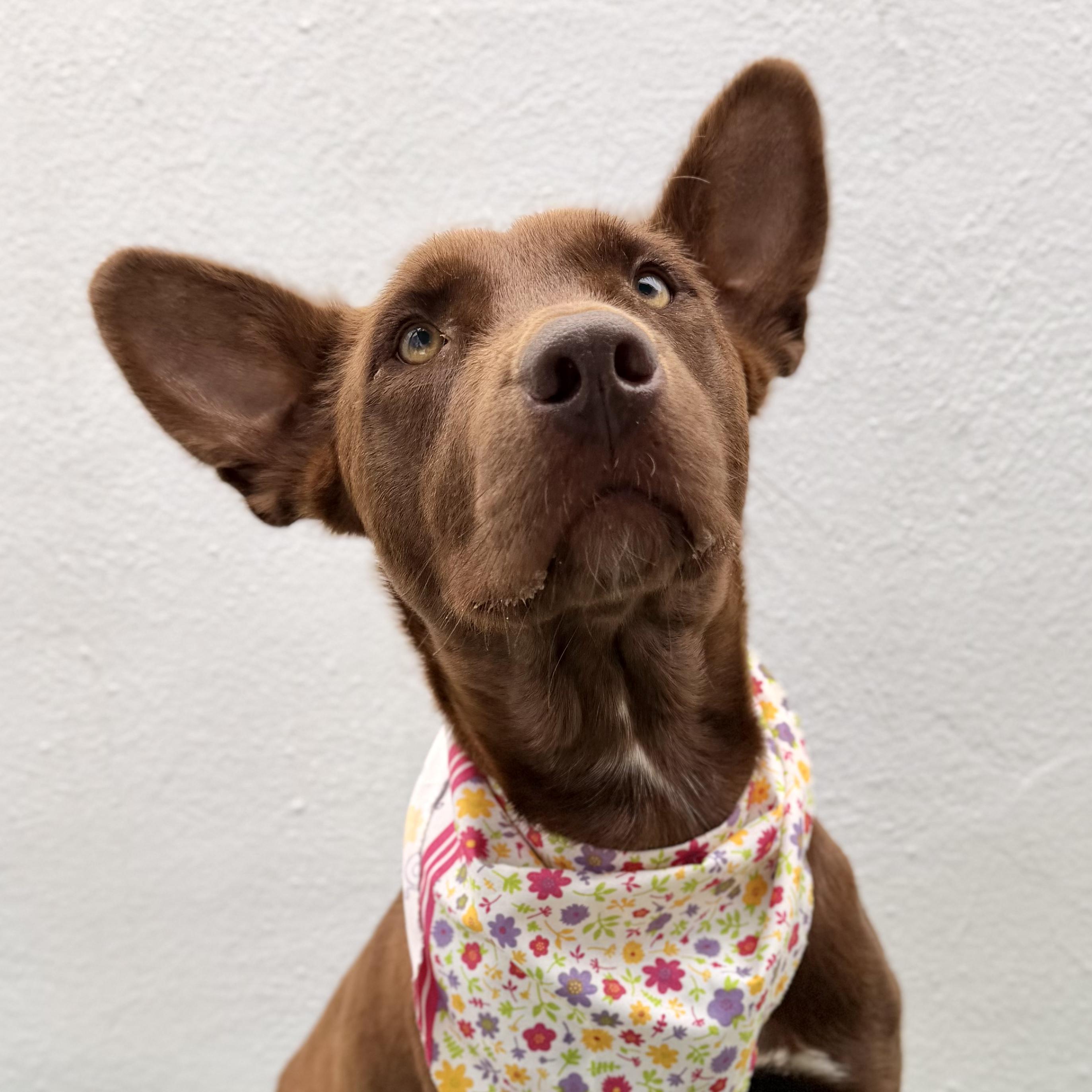Enlarge TIVA, a Adoptable mixed breed in La Jolla, CA image 5/6