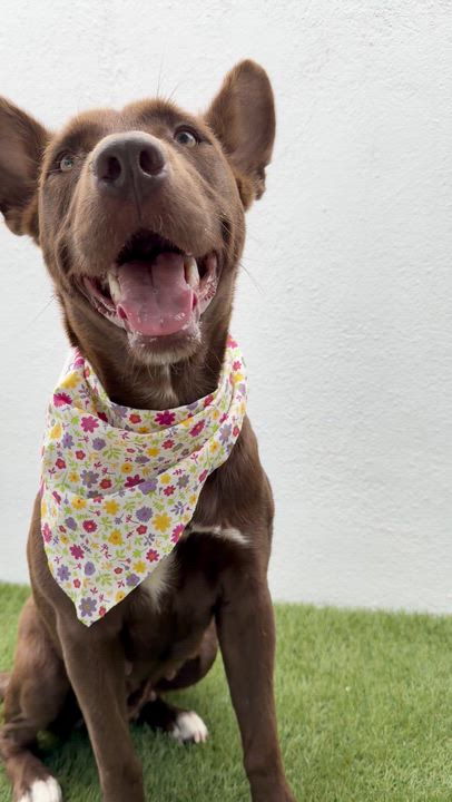 Enlarge TIVA, a Adoptable mixed breed in La Jolla, CA video 6/6