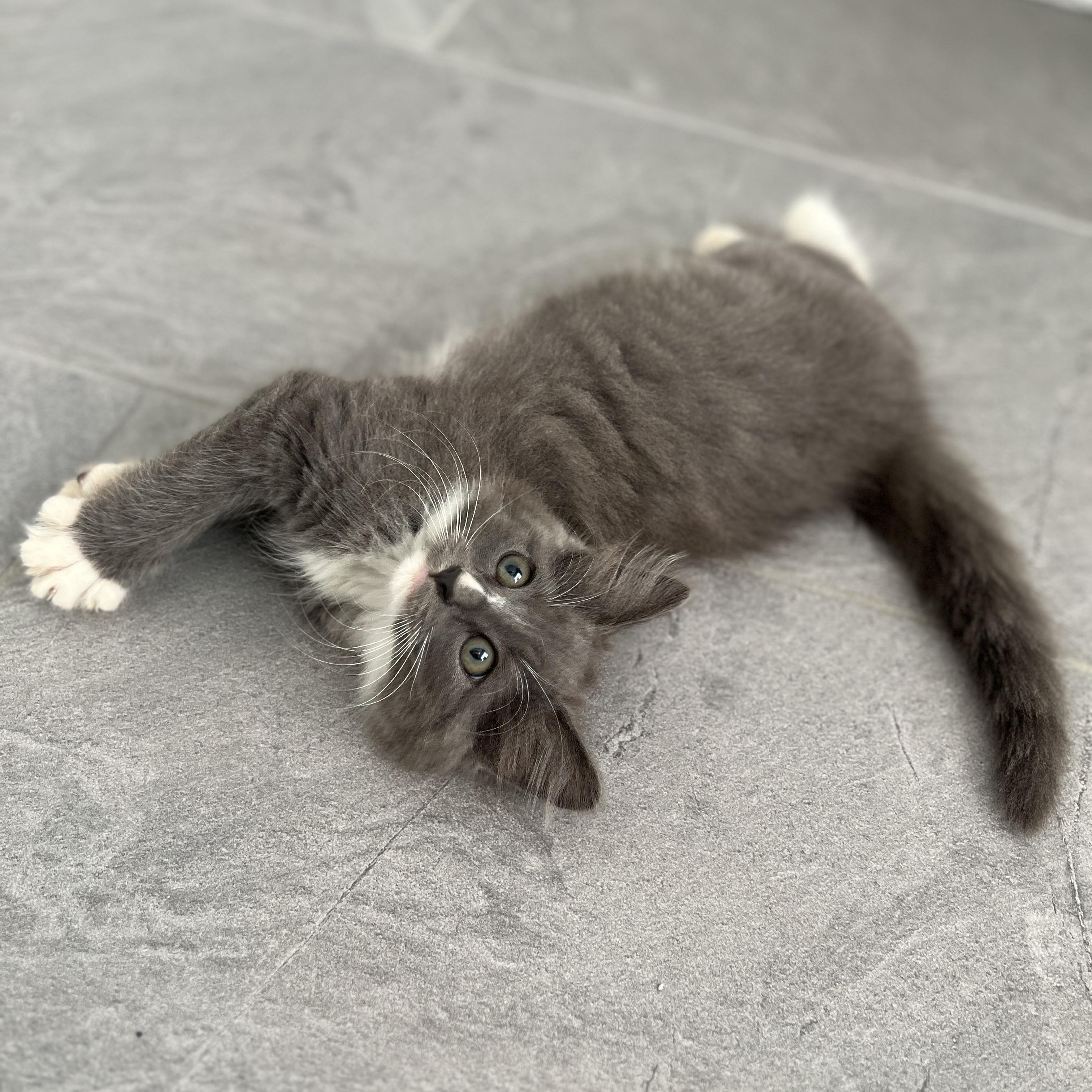 Teddy, Baby Male Domestic Long Hair