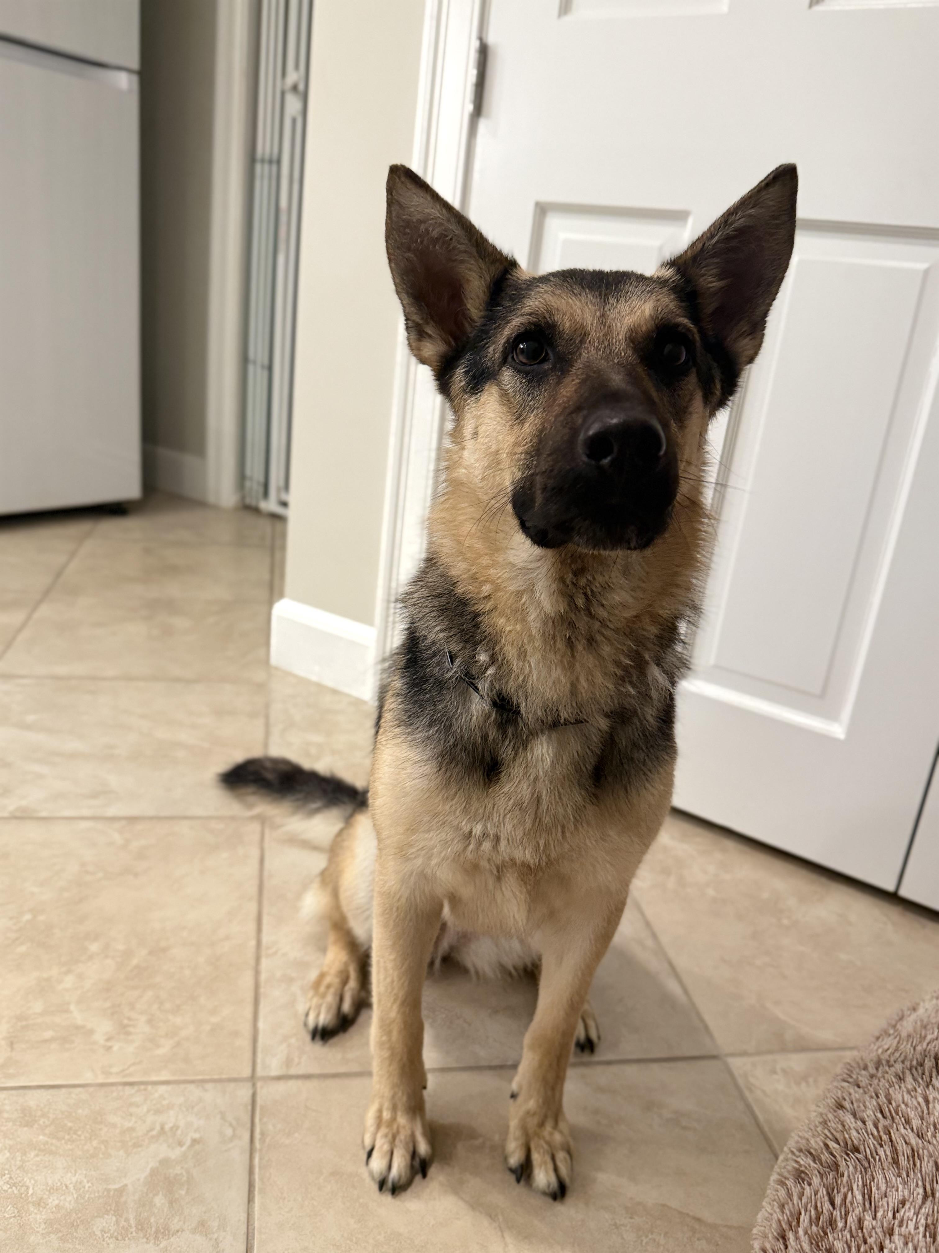 Sadie - sweet, well-mannered and affectionate, an adopted German Shepherd Dog in Weston, MA image 5/6